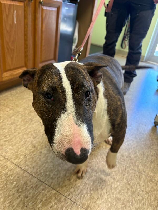 Mackenzie, Adoptable, Adult Female Bull Terrier.