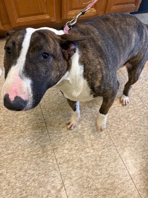 Enlarge Mackenzie, a Adoptable Bull Terrier in Warren, PA image 2/2