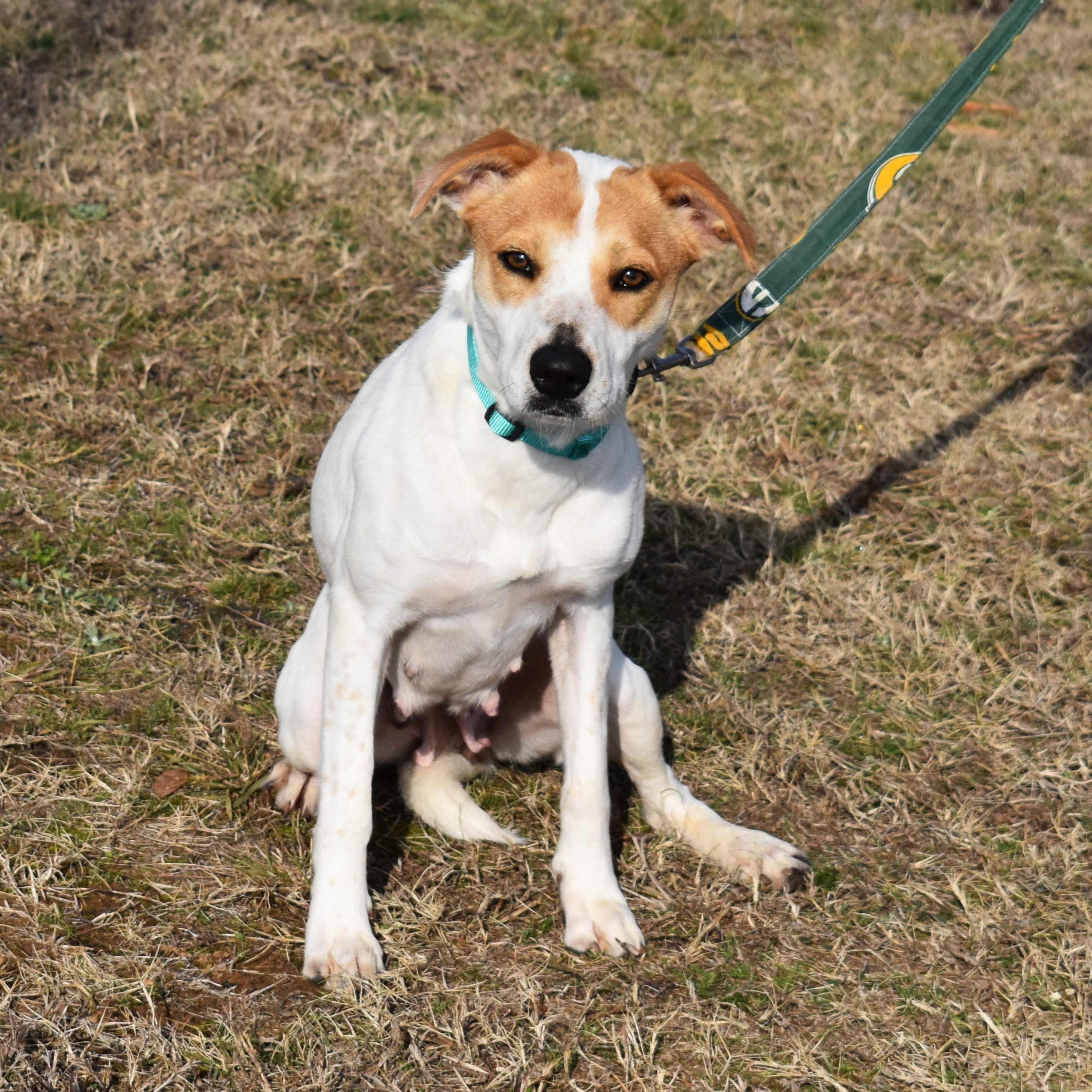 Lacy, a ADOPTABLE Mixed Breed in Searcy, AR image 2/6