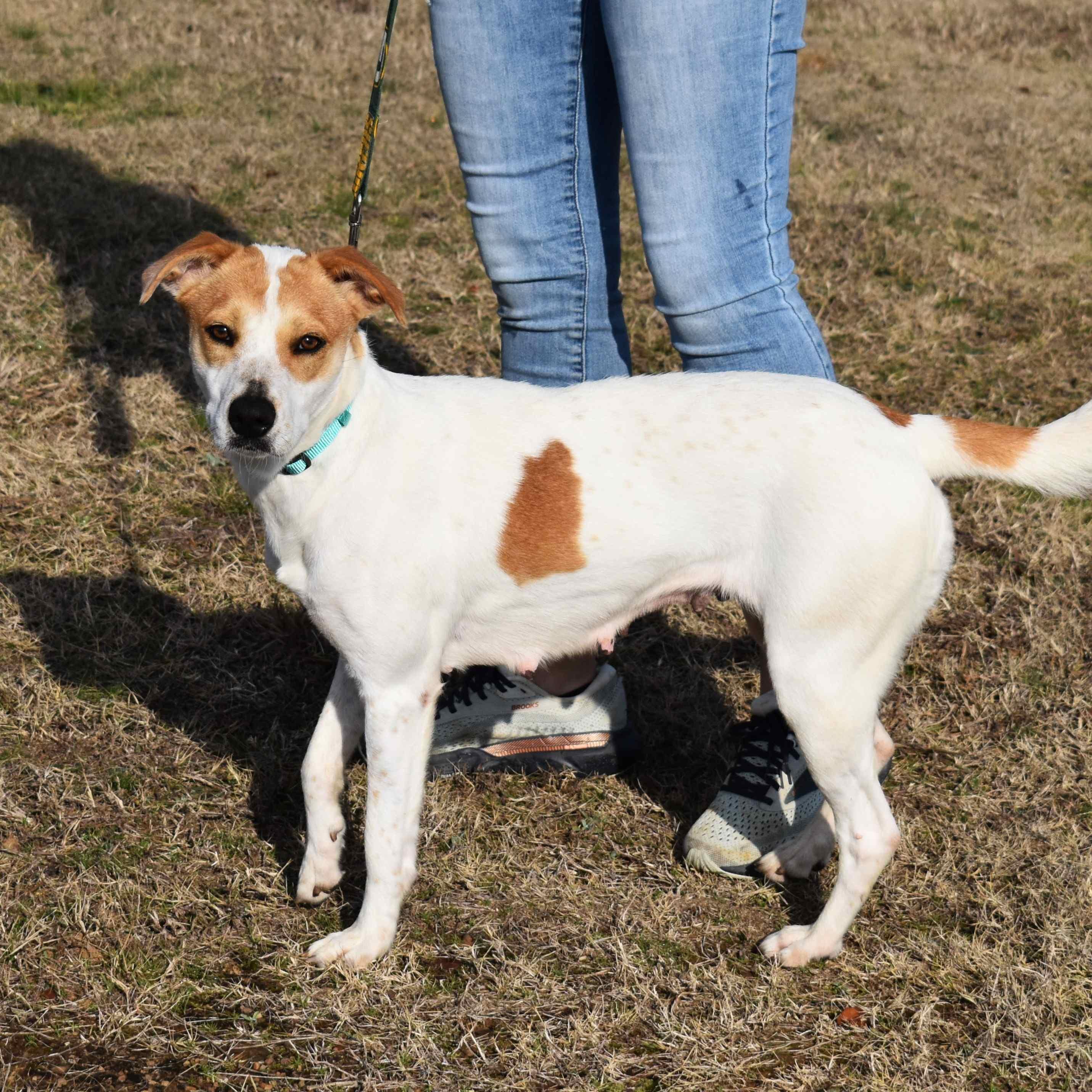 Lacy, a ADOPTABLE Mixed Breed in Searcy, AR image 6/6
