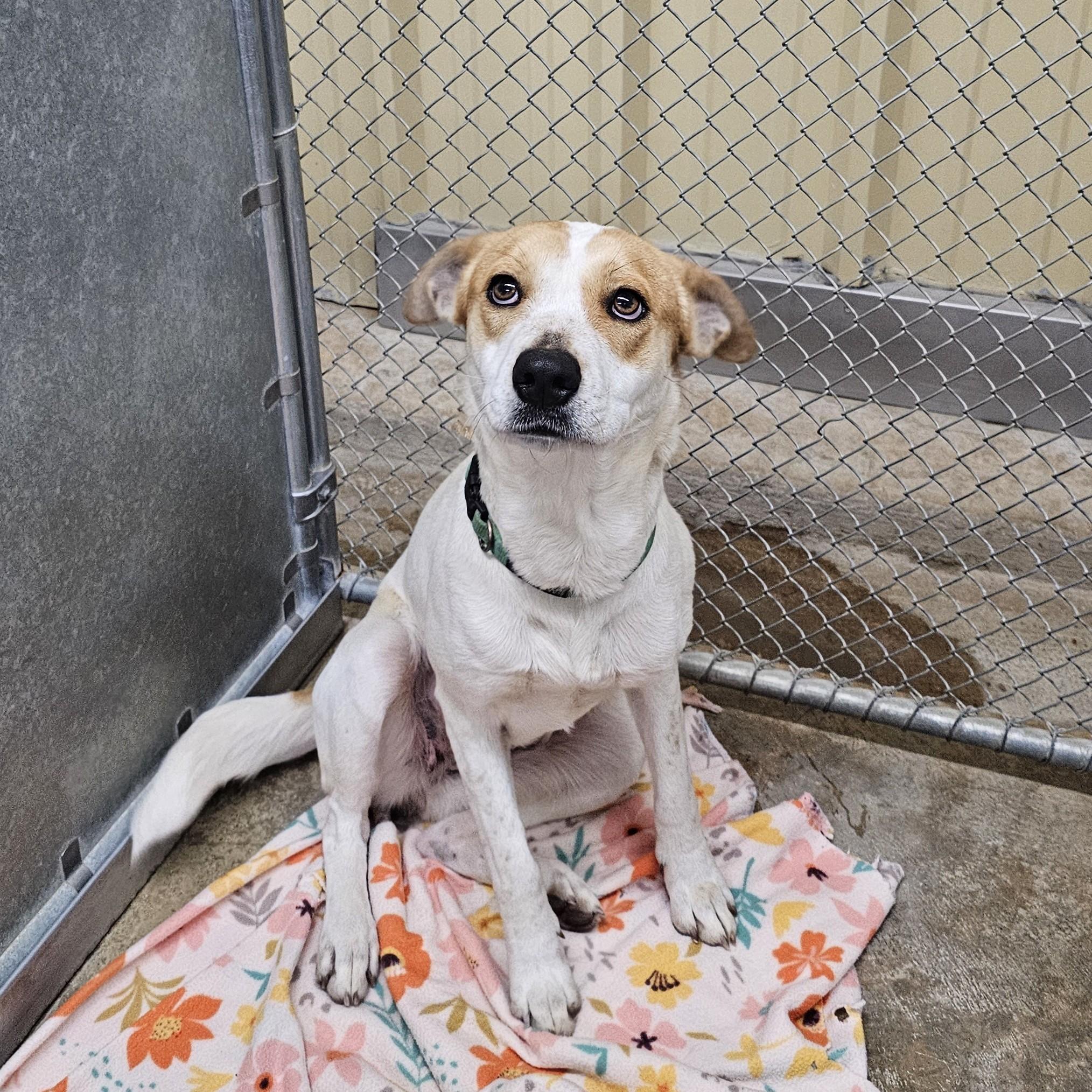 Enlarge Lacy, a ADOPTABLE Mixed Breed in Searcy, AR image 5/6