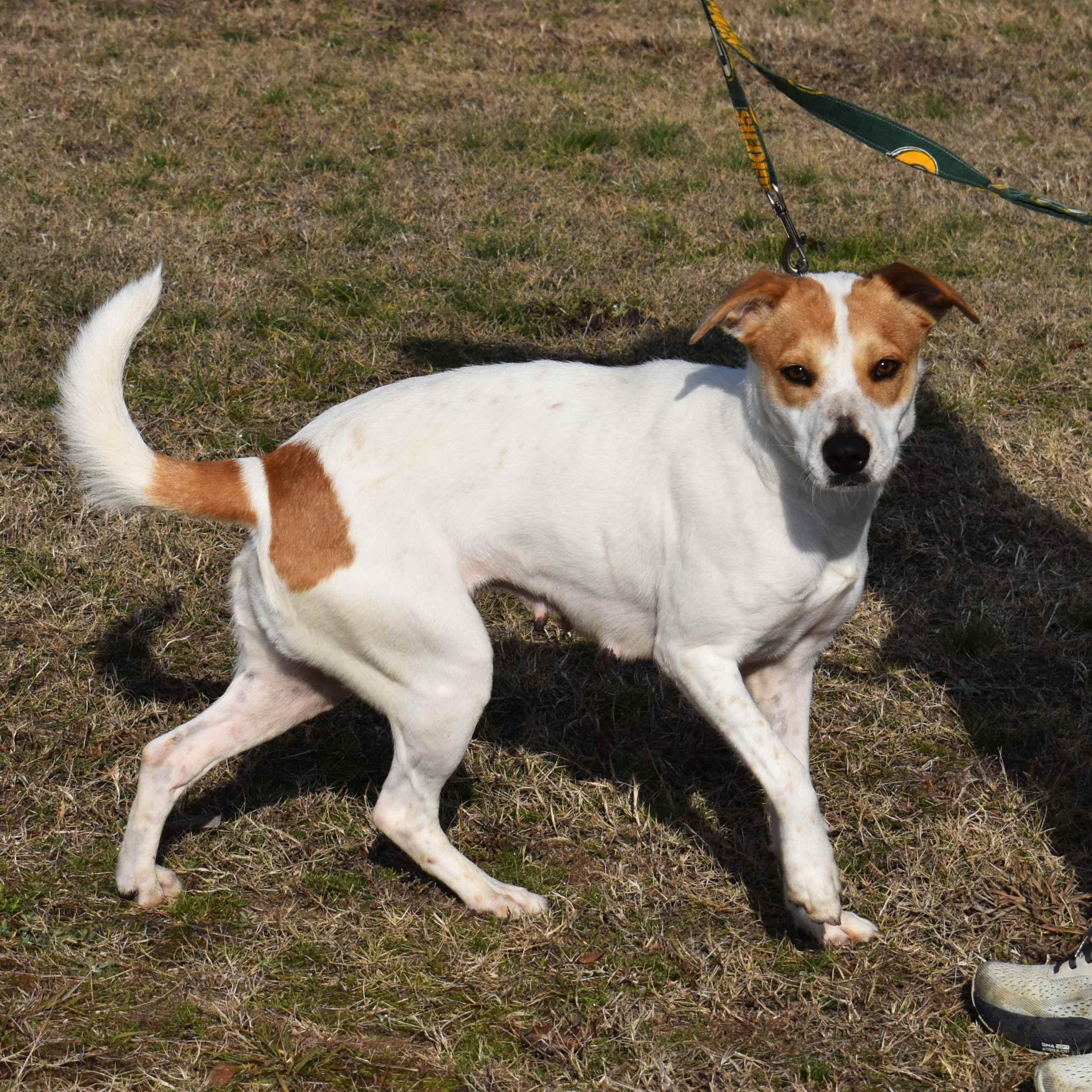 Lacy, a ADOPTABLE Mixed Breed in Searcy, AR image 1/6
