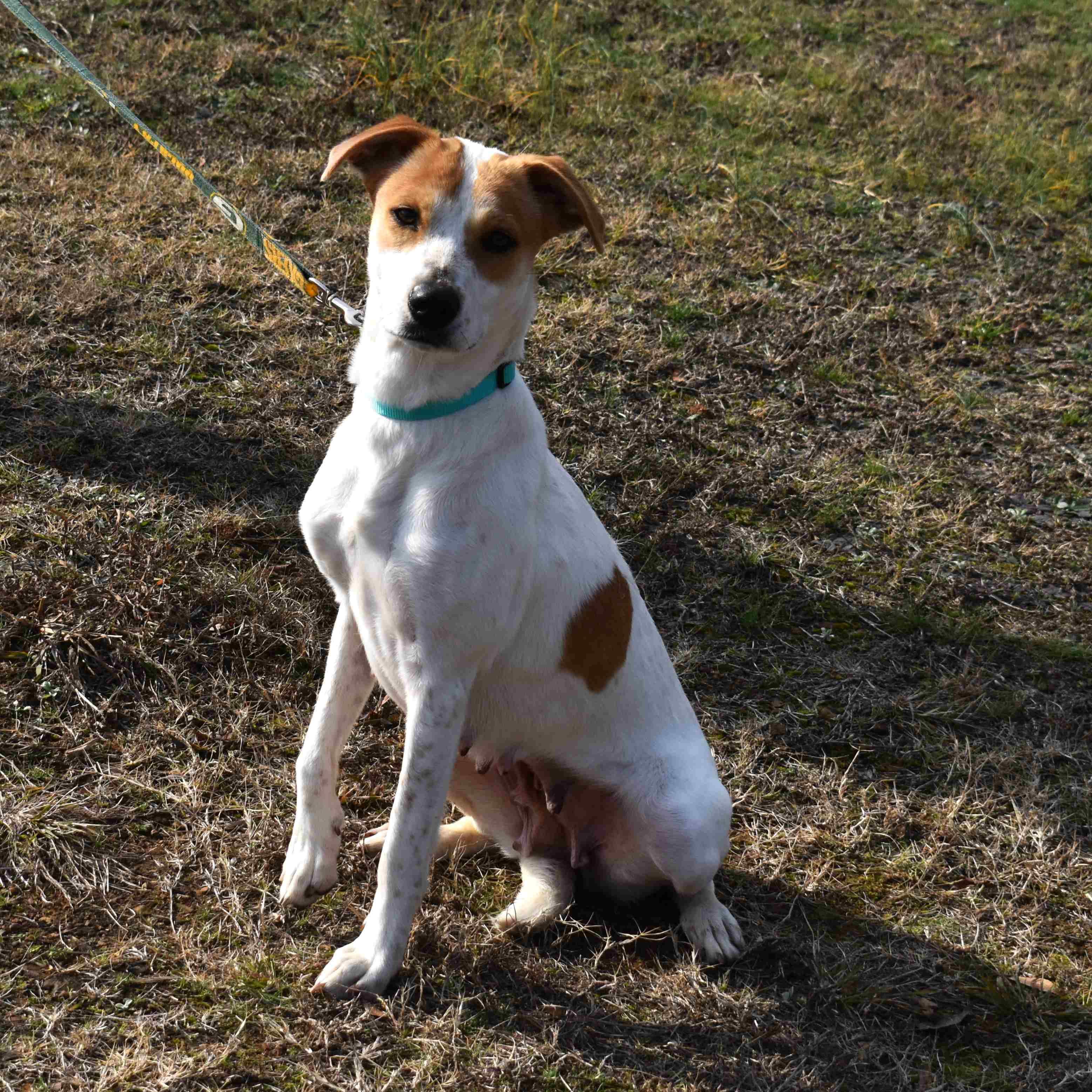 Lacy, a ADOPTABLE Mixed Breed in Searcy, AR image 3/6