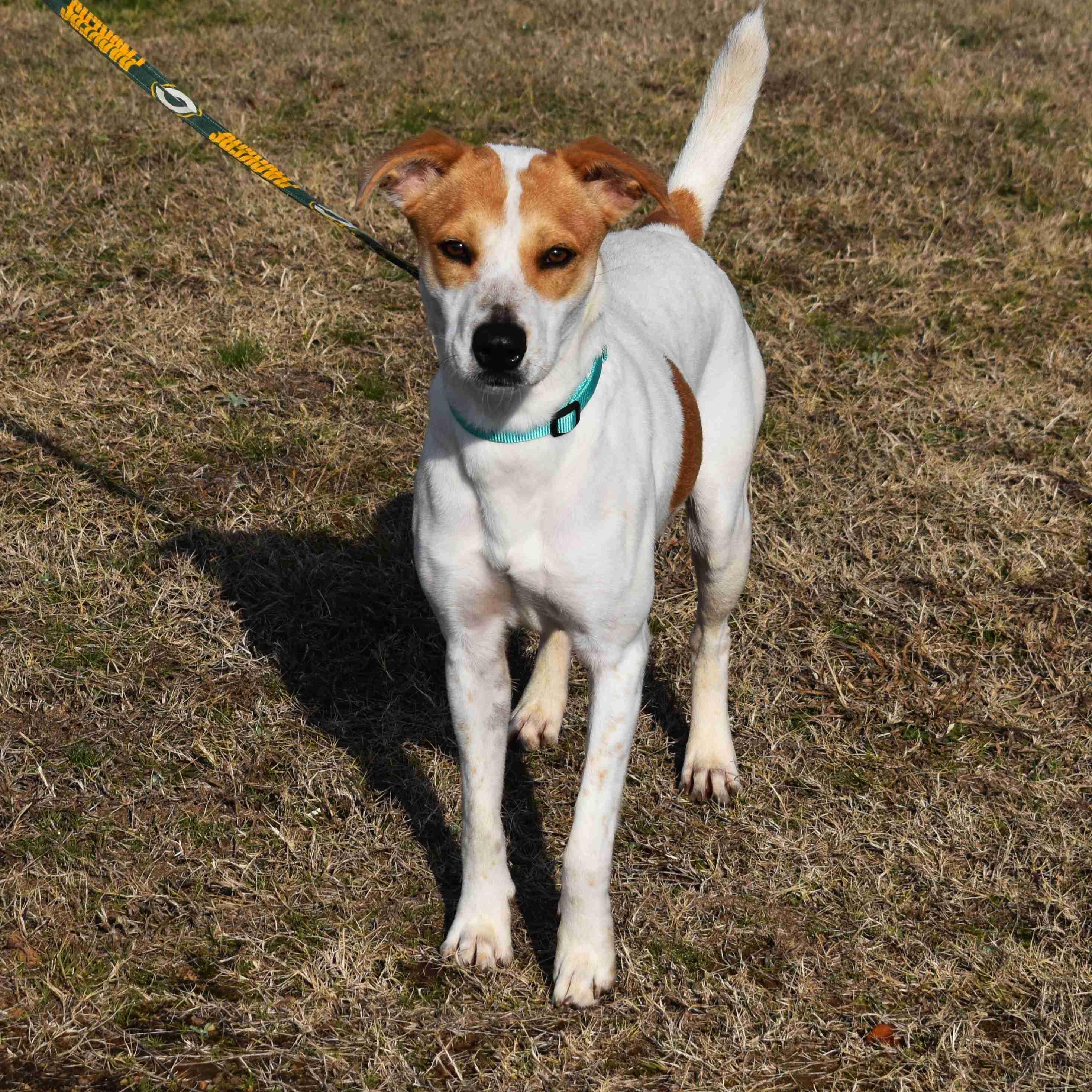 Lacy, a ADOPTABLE Mixed Breed in Searcy, AR image 4/6