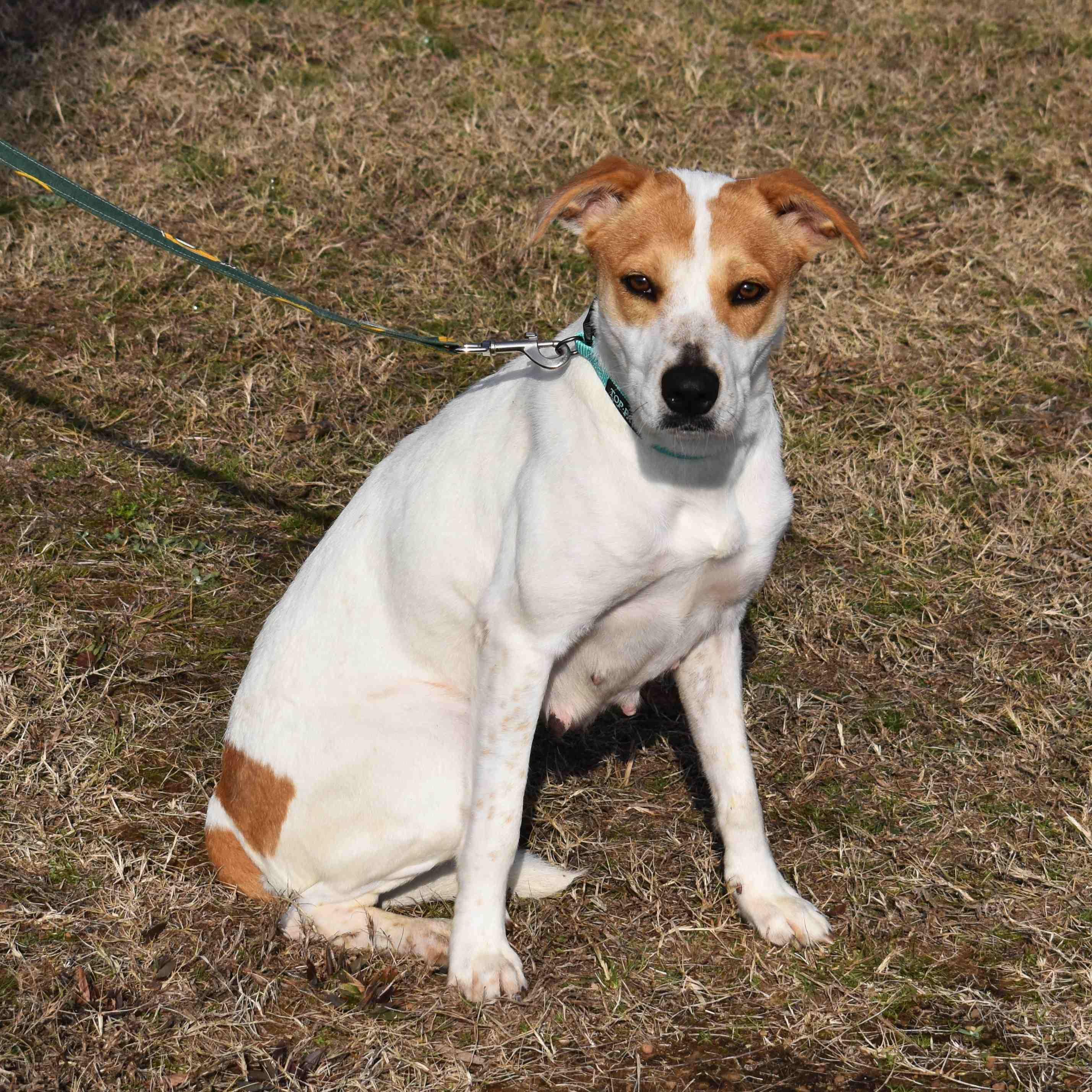 Lacy, a ADOPTABLE Mixed Breed in Searcy, AR image 5/6