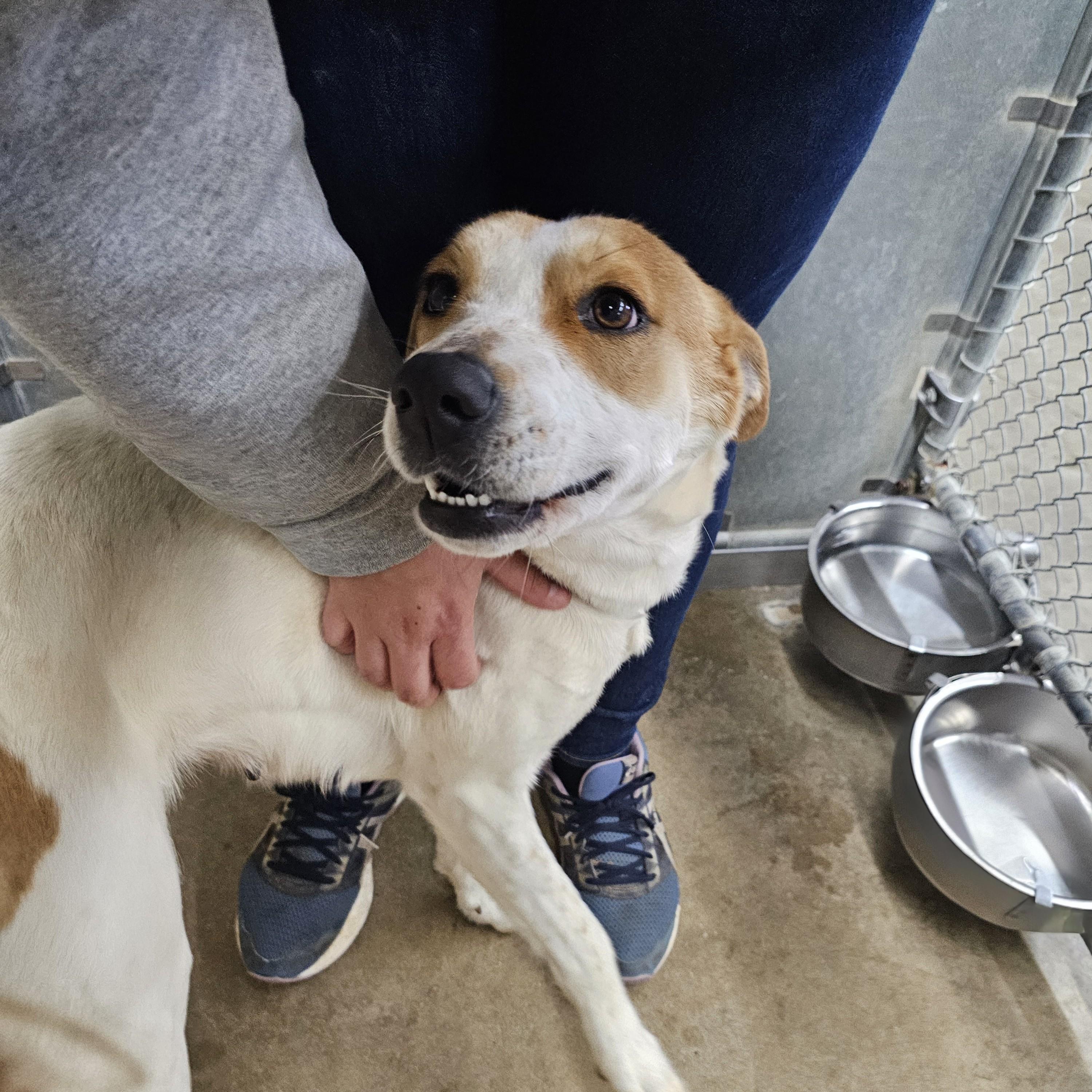 Enlarge Lacy, a ADOPTABLE Mixed Breed in Searcy, AR image 6/6