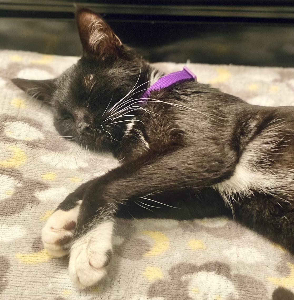 Enlarge Meredith, a Adoptable Domestic Medium Hair in Seal Beach, CA image 1/3