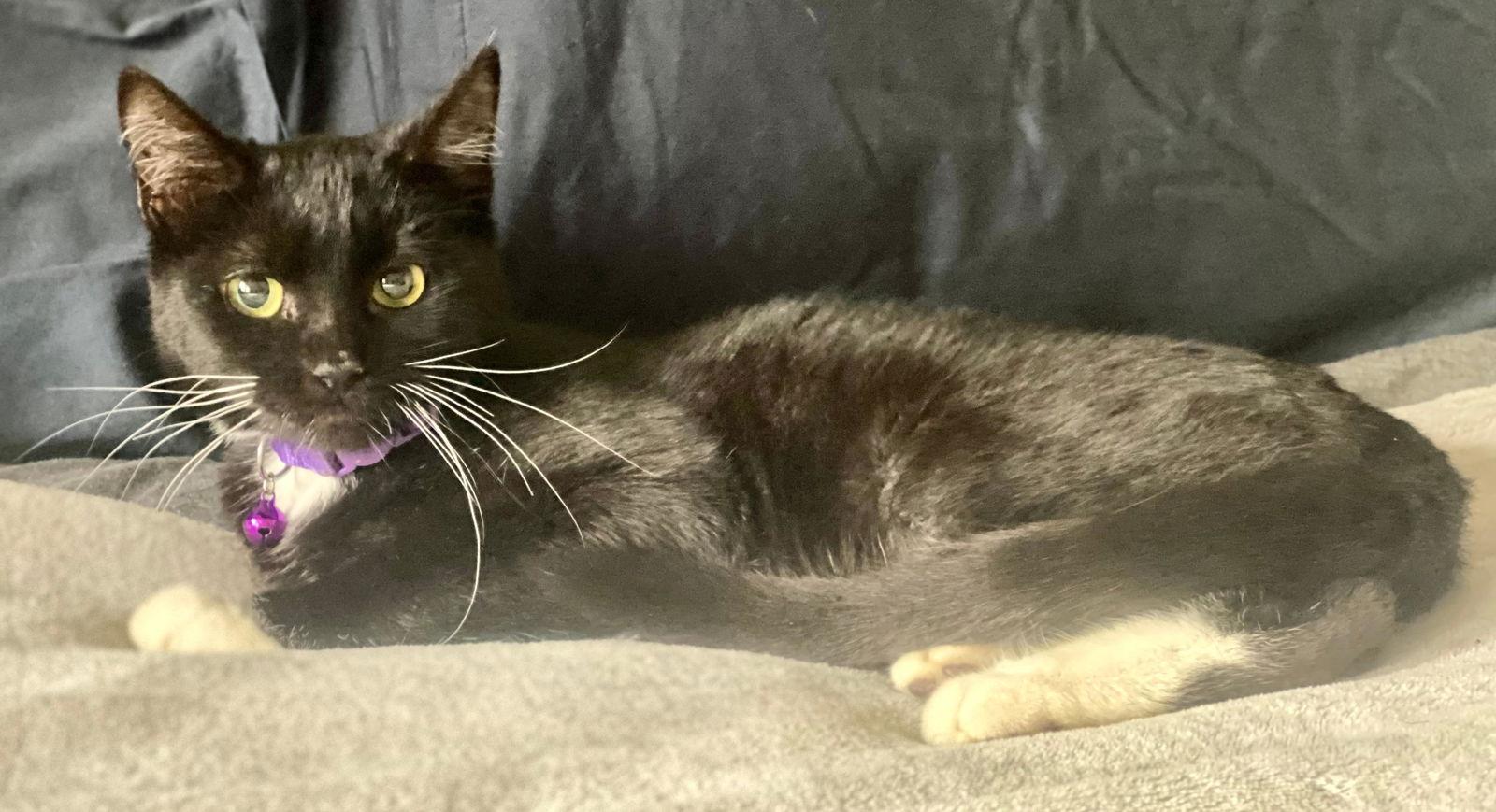 Enlarge Meredith, a Adoptable Domestic Medium Hair in Seal Beach, CA image 2/3