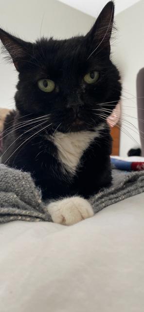 Enlarge Meredith, a Adoptable Domestic Medium Hair in Seal Beach, CA image 1/3