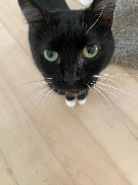 Enlarge Meredith, a Adoptable Domestic Medium Hair in Seal Beach, CA image 2/3