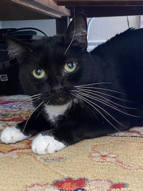 Enlarge Meredith, a Adoptable Domestic Medium Hair in Seal Beach, CA image 3/3