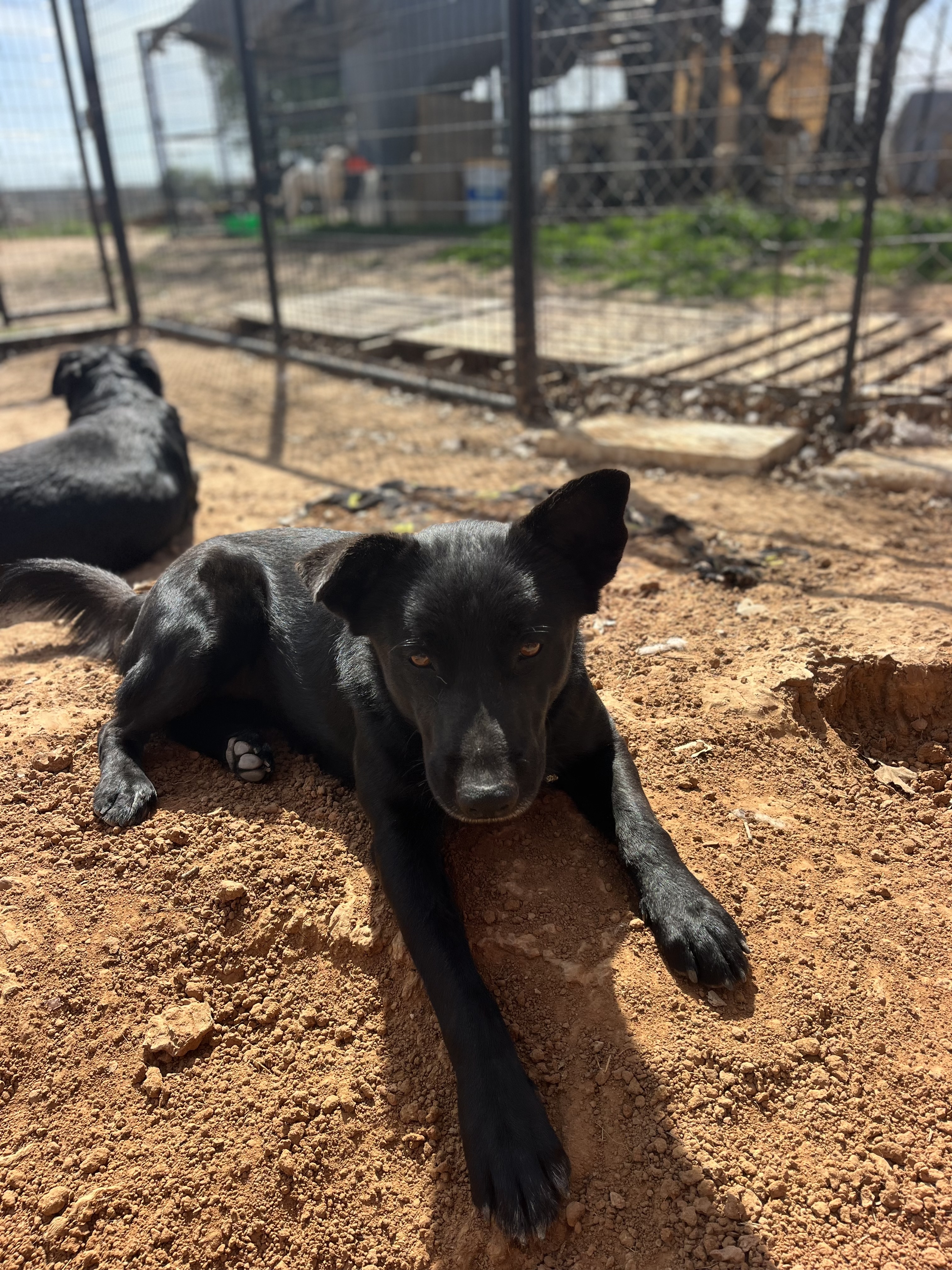 Sadie, a Adoptable German Shepherd Dog in Paradise, TX image 1/3