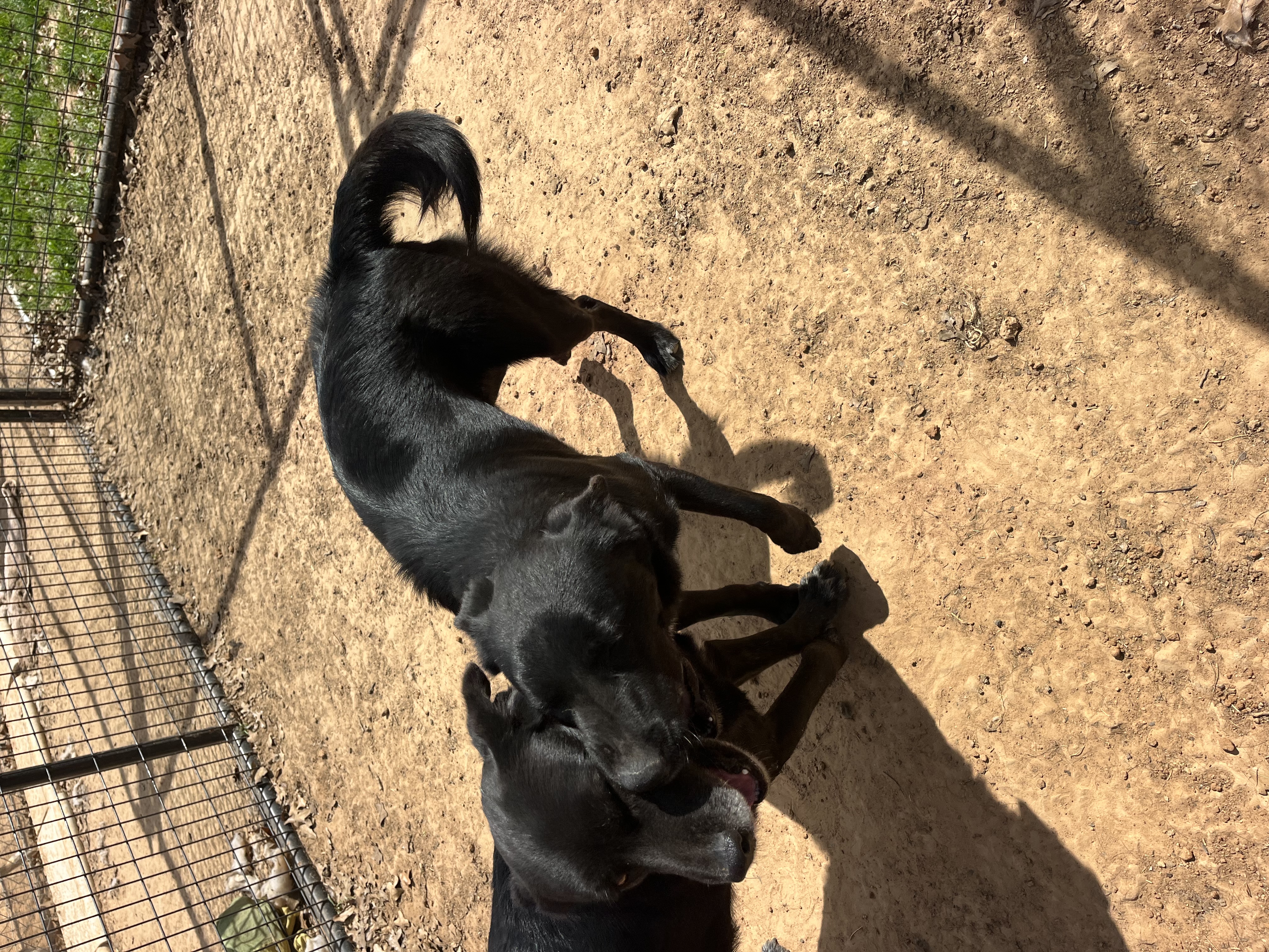 Sadie, a Adoptable German Shepherd Dog in Paradise, TX image 2/3