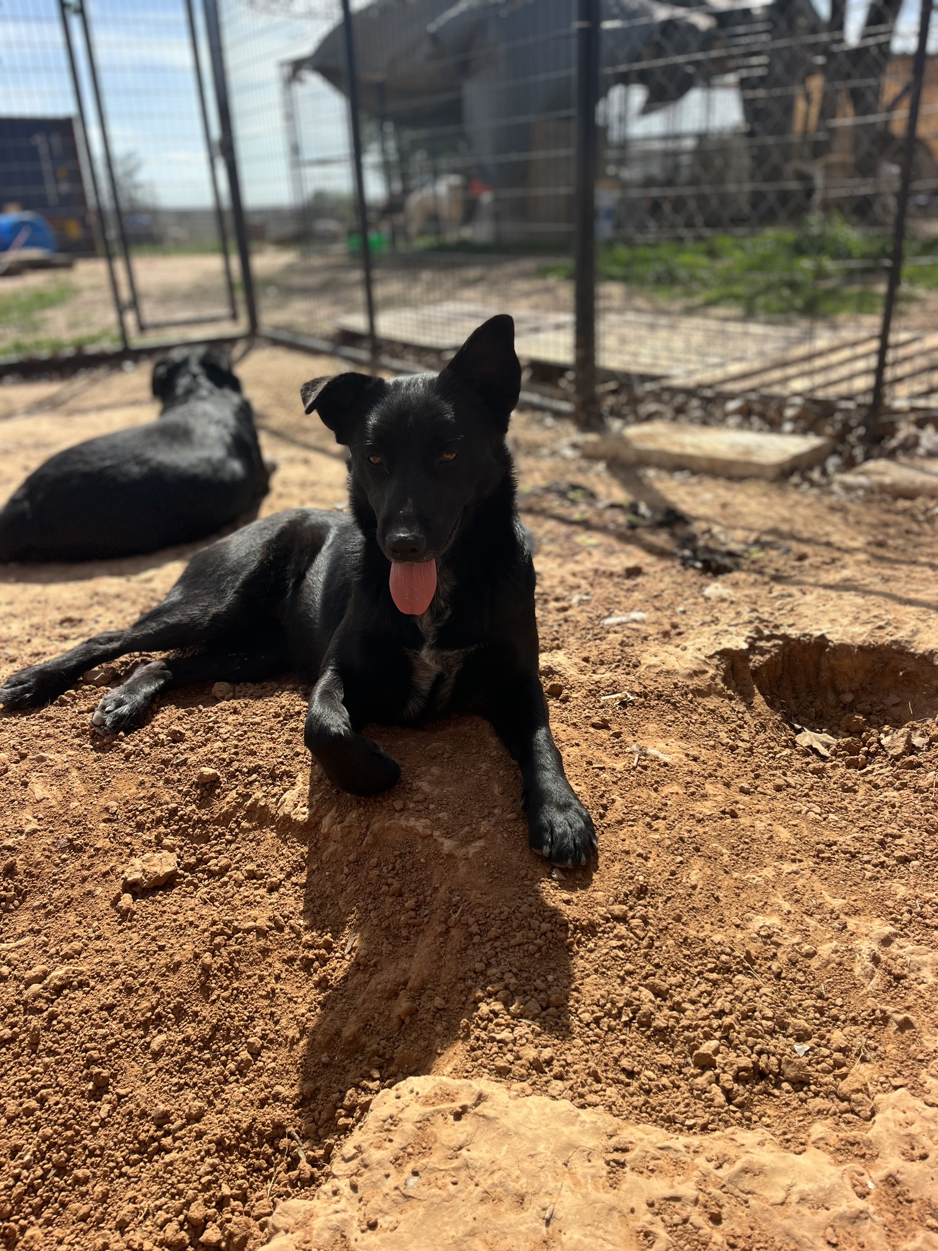 Sadie, a Adoptable German Shepherd Dog in Paradise, TX image 3/3