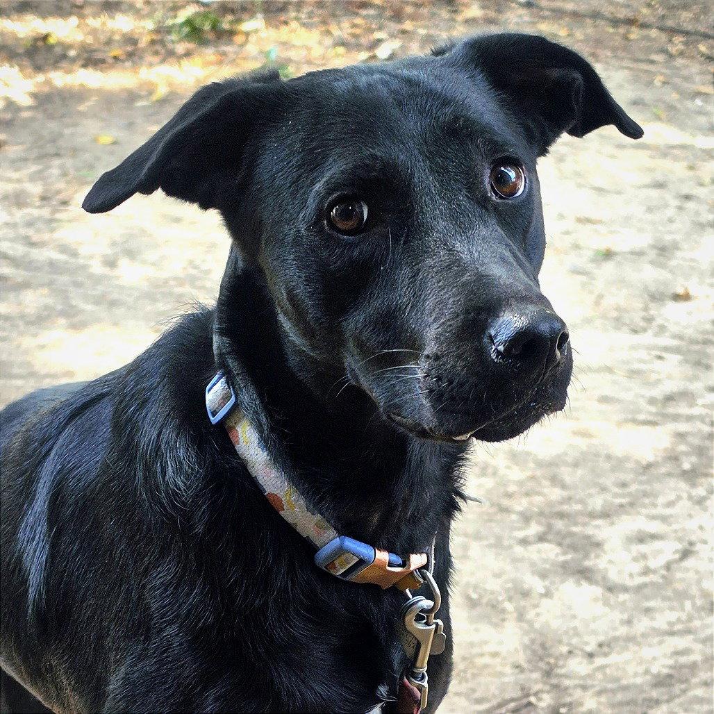 Enlarge Dolly, a Adoptable Australian Cattle Dog / Blue Heeler in Dallas, TX image 2/3