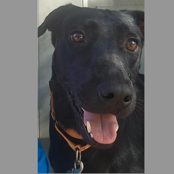 Dolly, a Adoptable Australian Cattle Dog / Blue Heeler in Dallas, TX image 1/3