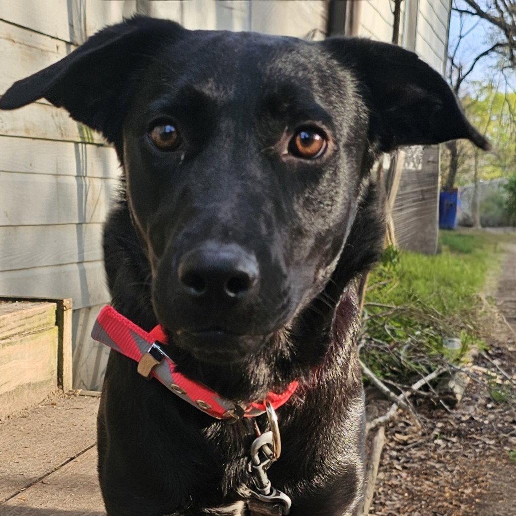 Dolly, a Adoptable Australian Cattle Dog / Blue Heeler in Dallas, TX image 2/3