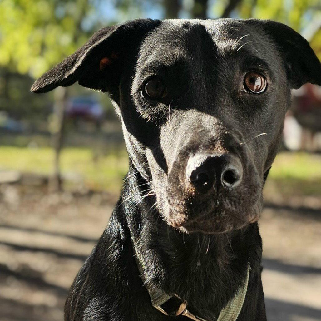 Dolly, a Adoptable Australian Cattle Dog / Blue Heeler in Dallas, TX image 3/3
