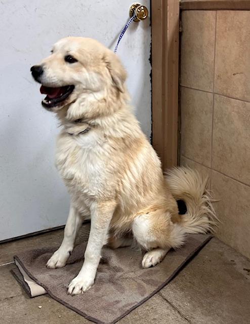 Enlarge Smokey, a ADOPTABLE Great Pyrenees image 1/3