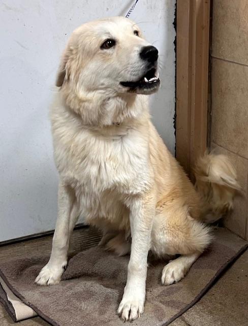 Enlarge Smokey, a ADOPTABLE Great Pyrenees image 2/3