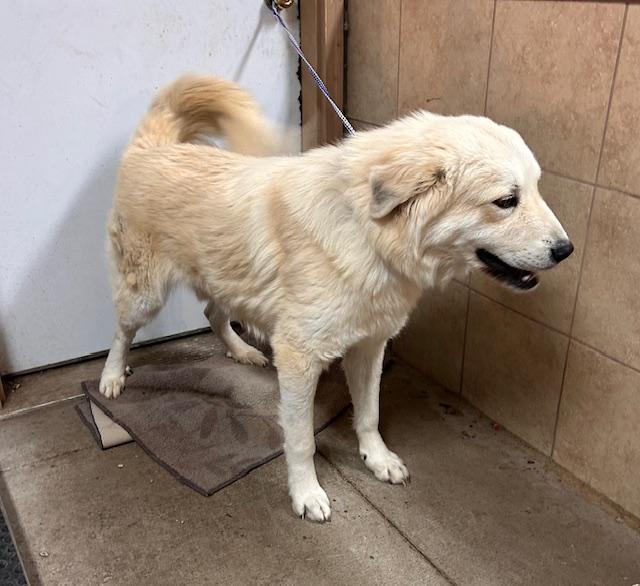 Enlarge Smokey, a ADOPTABLE Great Pyrenees image 3/3