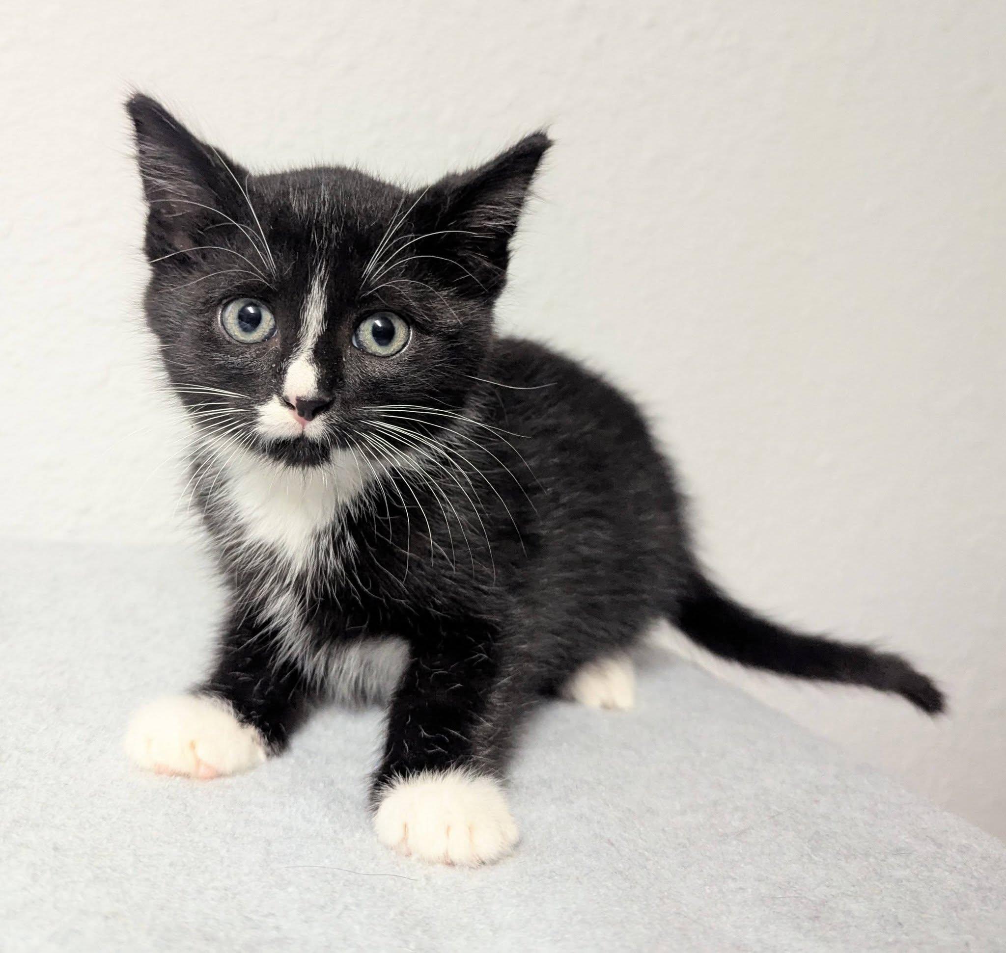 Smudge, ADOPTABLE, Kitten Male Domestic Short Hair.