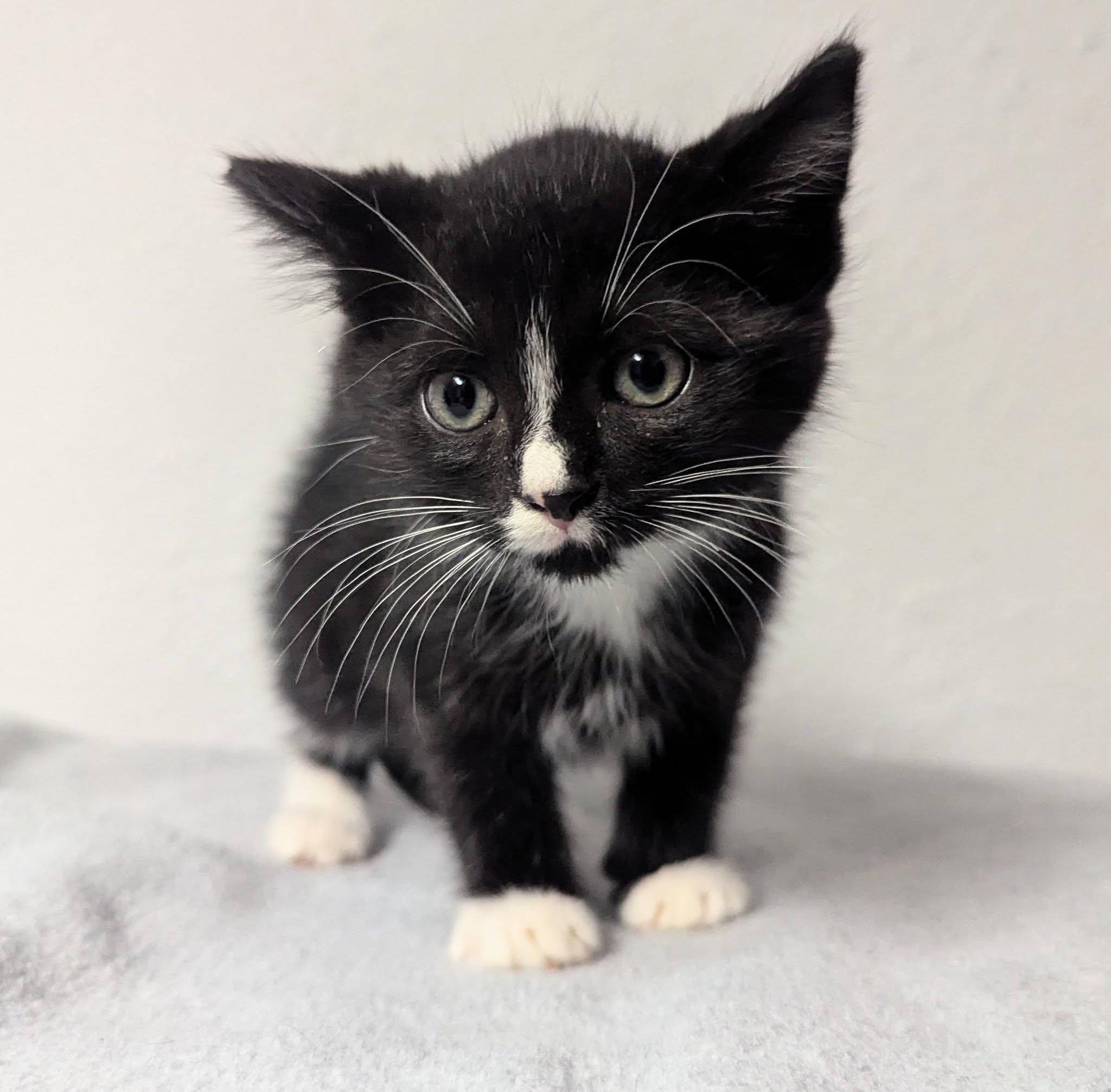 Smudge, a ADOPTABLE Domestic Short Hair in Little Falls, MN image 2/2