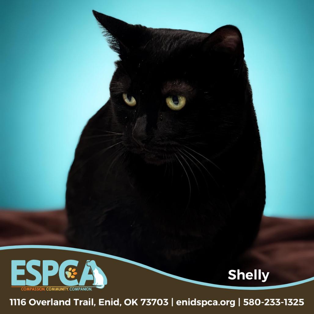 Enlarge Shelly, a Adoptable Domestic Short Hair in Enid, OK image 1/2