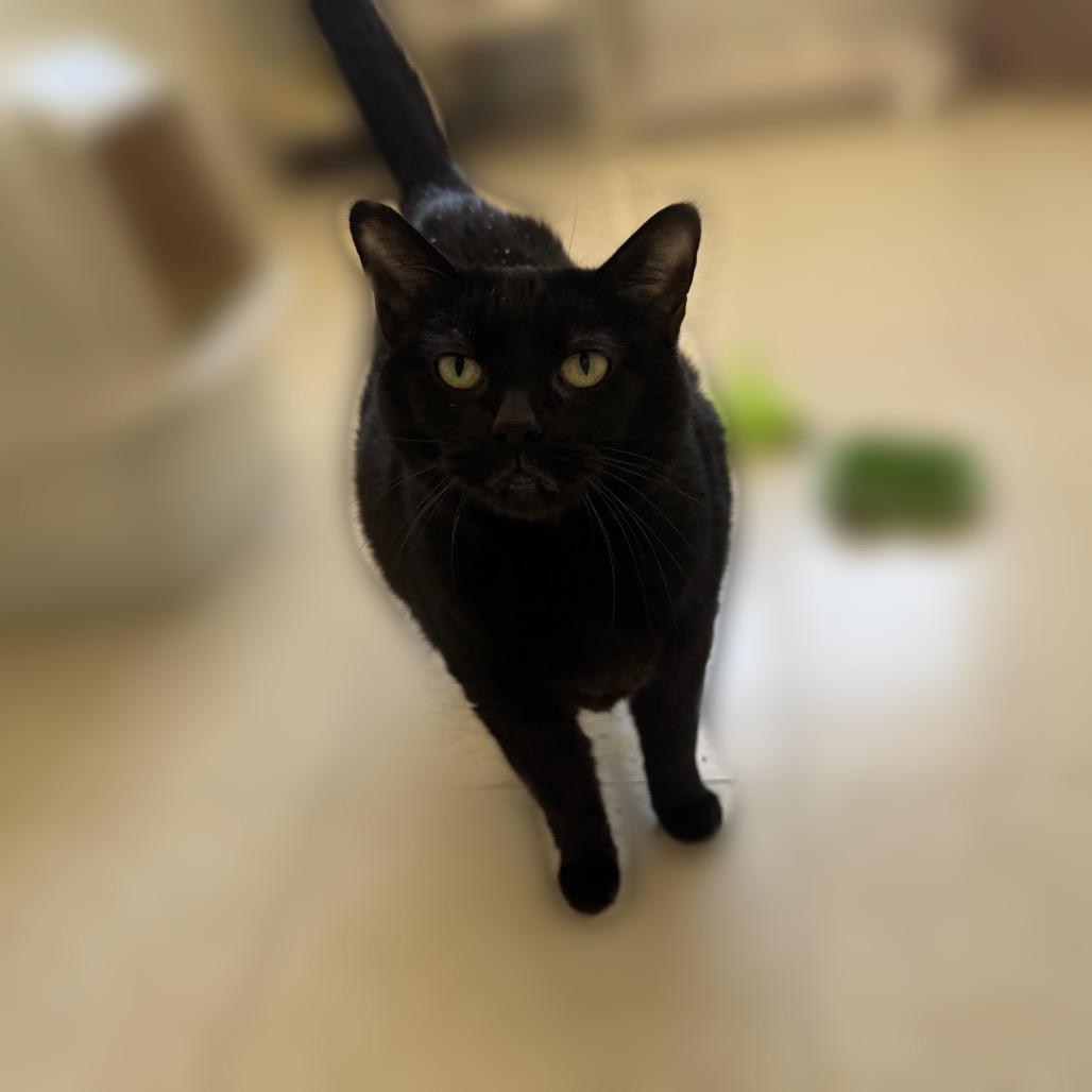 Enlarge Shelly, a Adoptable Domestic Short Hair in Enid, OK image 2/3