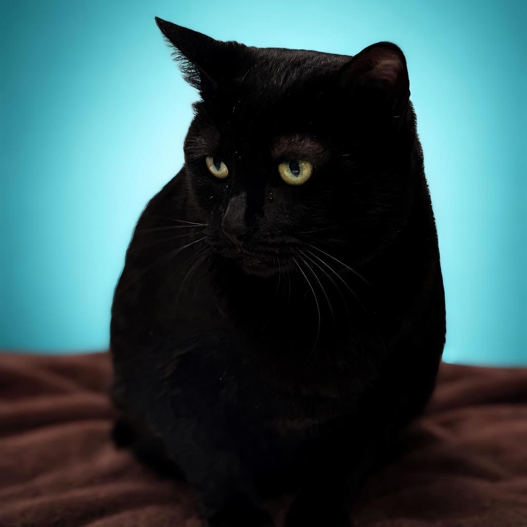 Enlarge Shelly, a Adoptable Domestic Short Hair in Enid, OK image 2/2