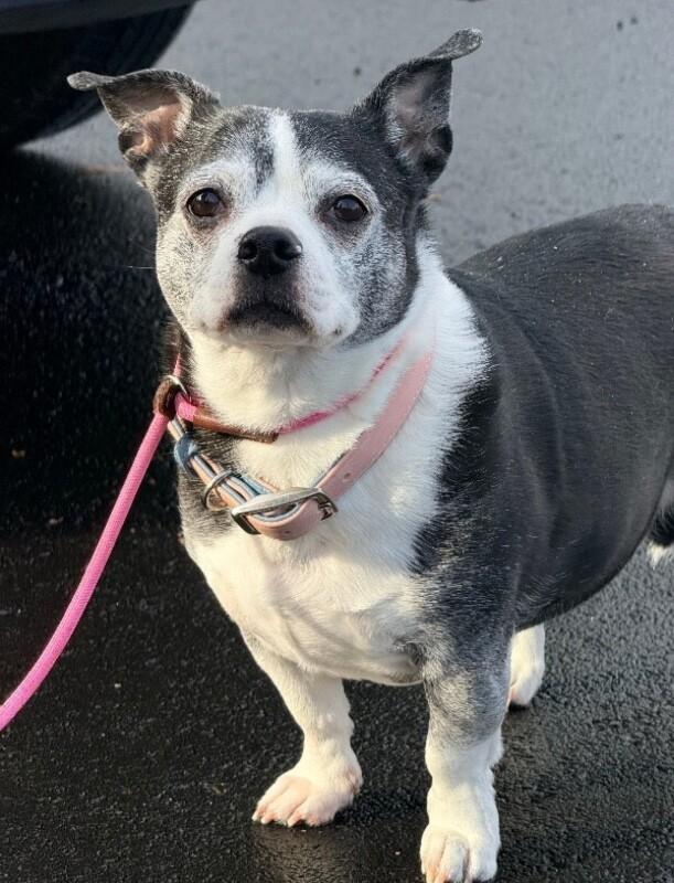 Freckles, Adoptable, Adult Female Boston Terrier.