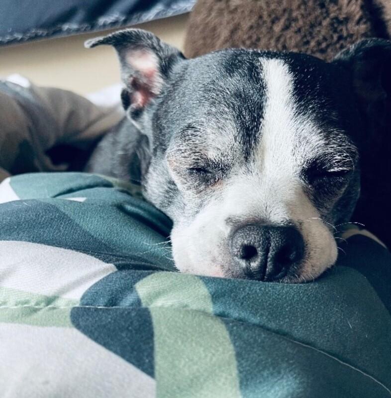 Enlarge Freckles, a Adoptable mixed breed in renton, WA image 2/4
