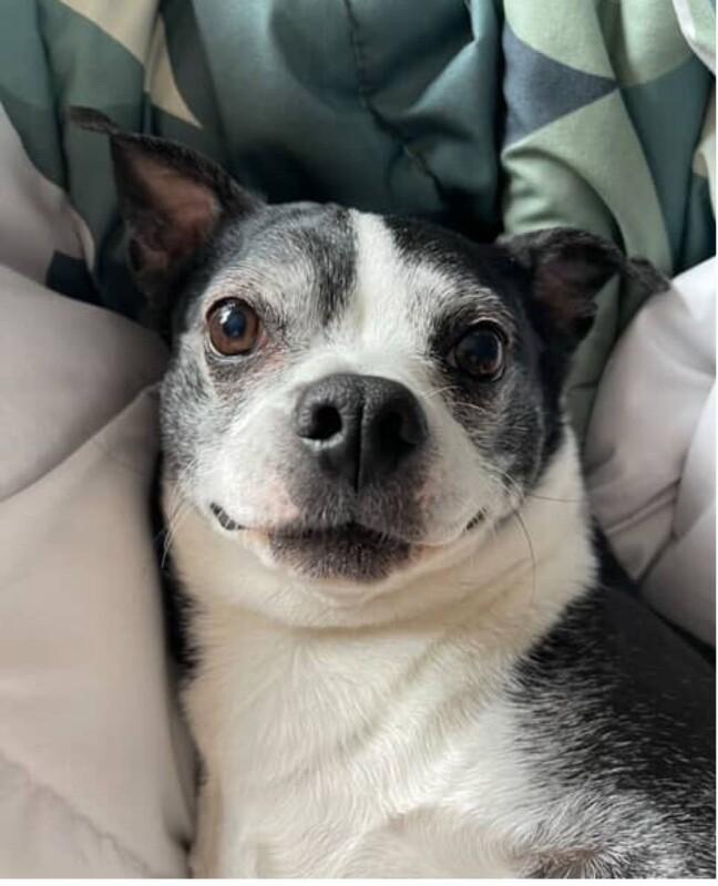 Enlarge Freckles, a Adoptable mixed breed in renton, WA image 3/4