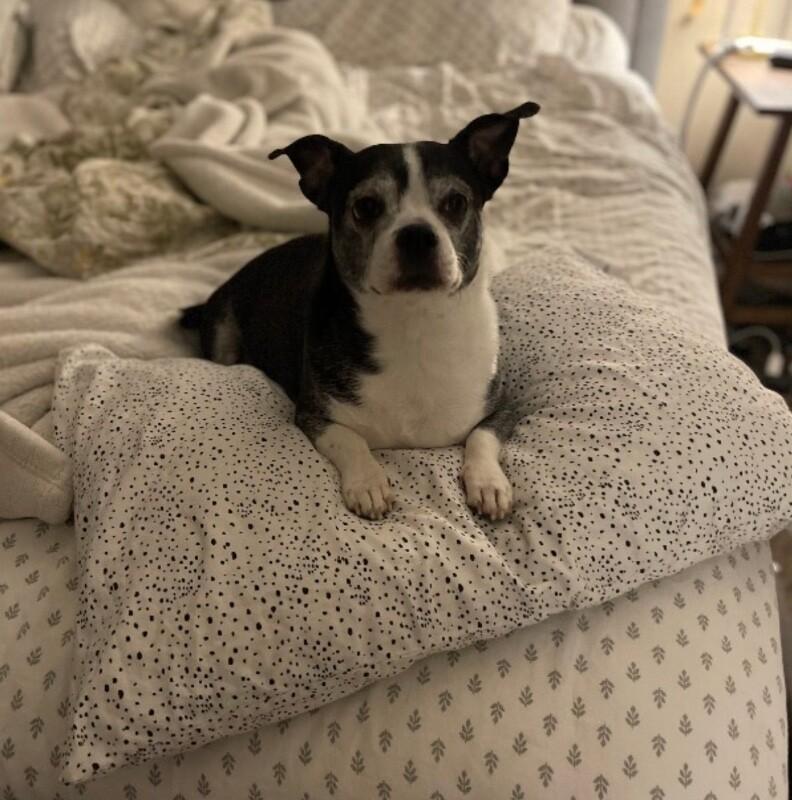 Enlarge Freckles, a Adoptable mixed breed in renton, WA image 4/4