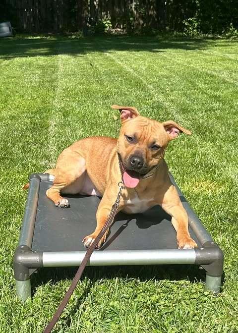 Enlarge Kobuk, a Adopted mixed breed in Indianapolis, IN image 1/2