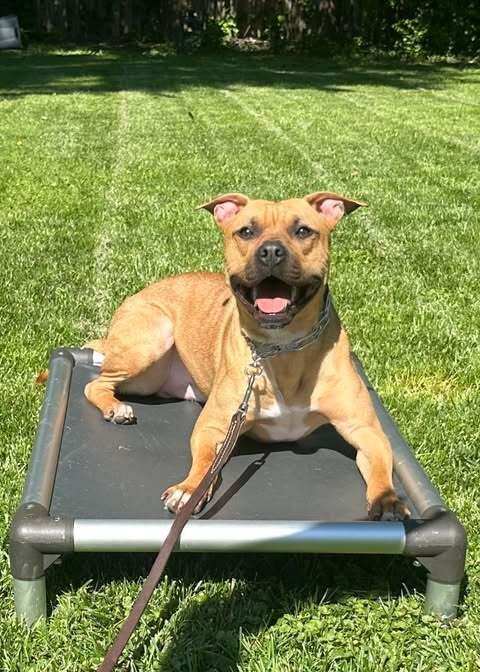 Enlarge Kobuk, a Adopted mixed breed in Indianapolis, IN image 2/2