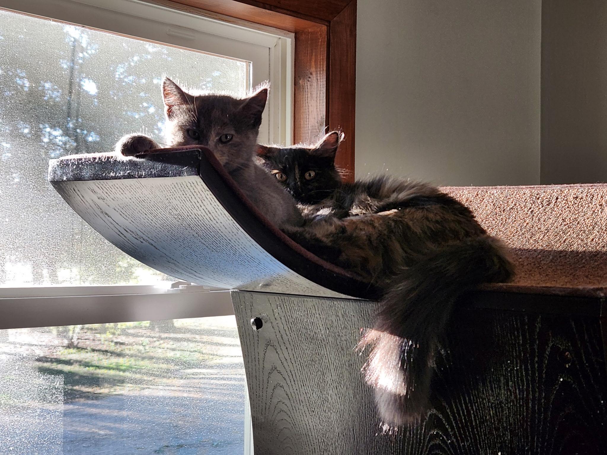 Enlarge Truffles, a Adoptable Domestic Medium Hair in Longmont, CO image 2/2