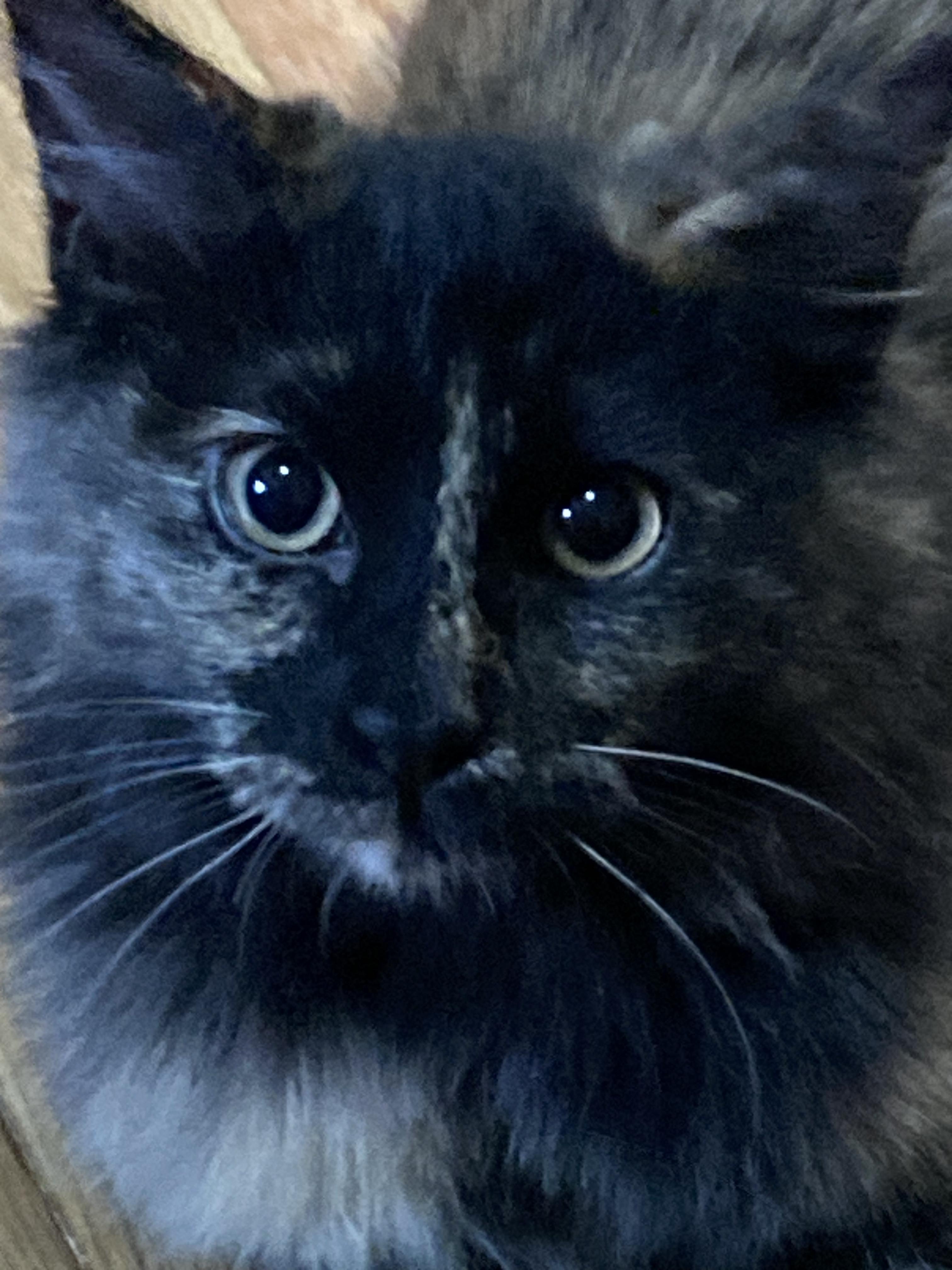 Truffles, Adoptable, Young Female Domestic Medium Hair.