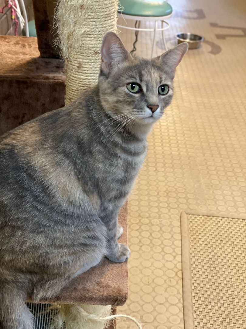 Emi, Adoptable, Adult Female Dilute Calico & Domestic Short Hair.