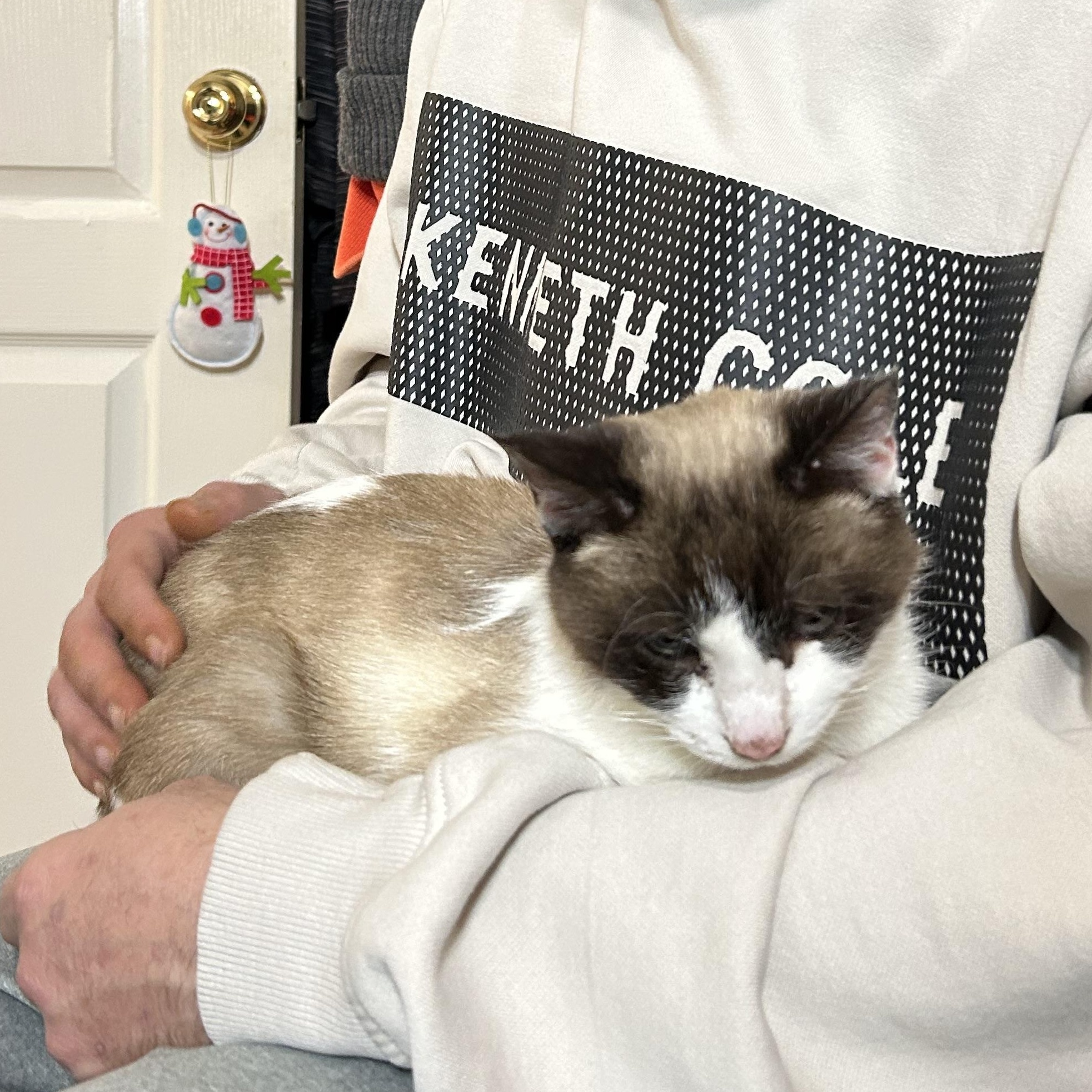 Enlarge Elsa, a ADOPTABLE mixed breed in Florence, KY image 4/4