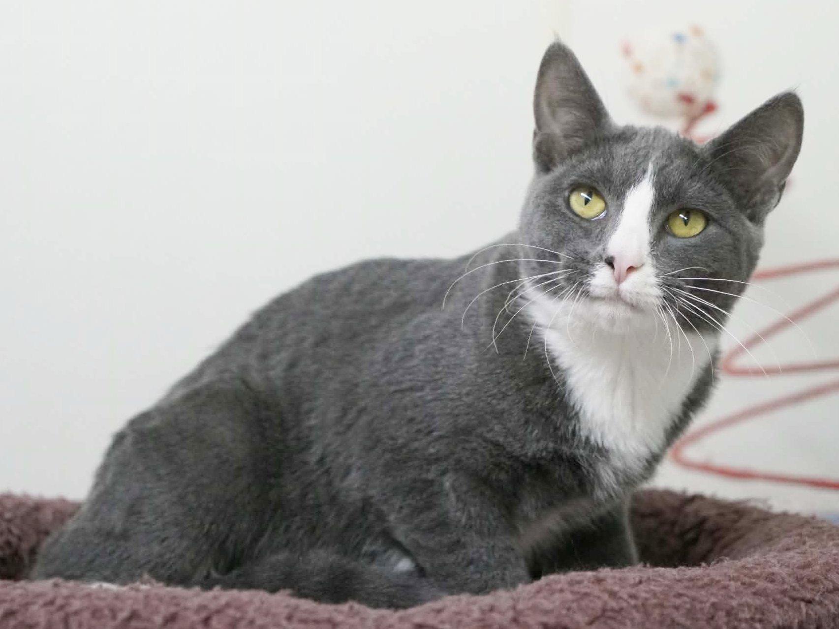 Enlarge Aspen, a Adoptable mixed breed in Republic, WA image 4/6