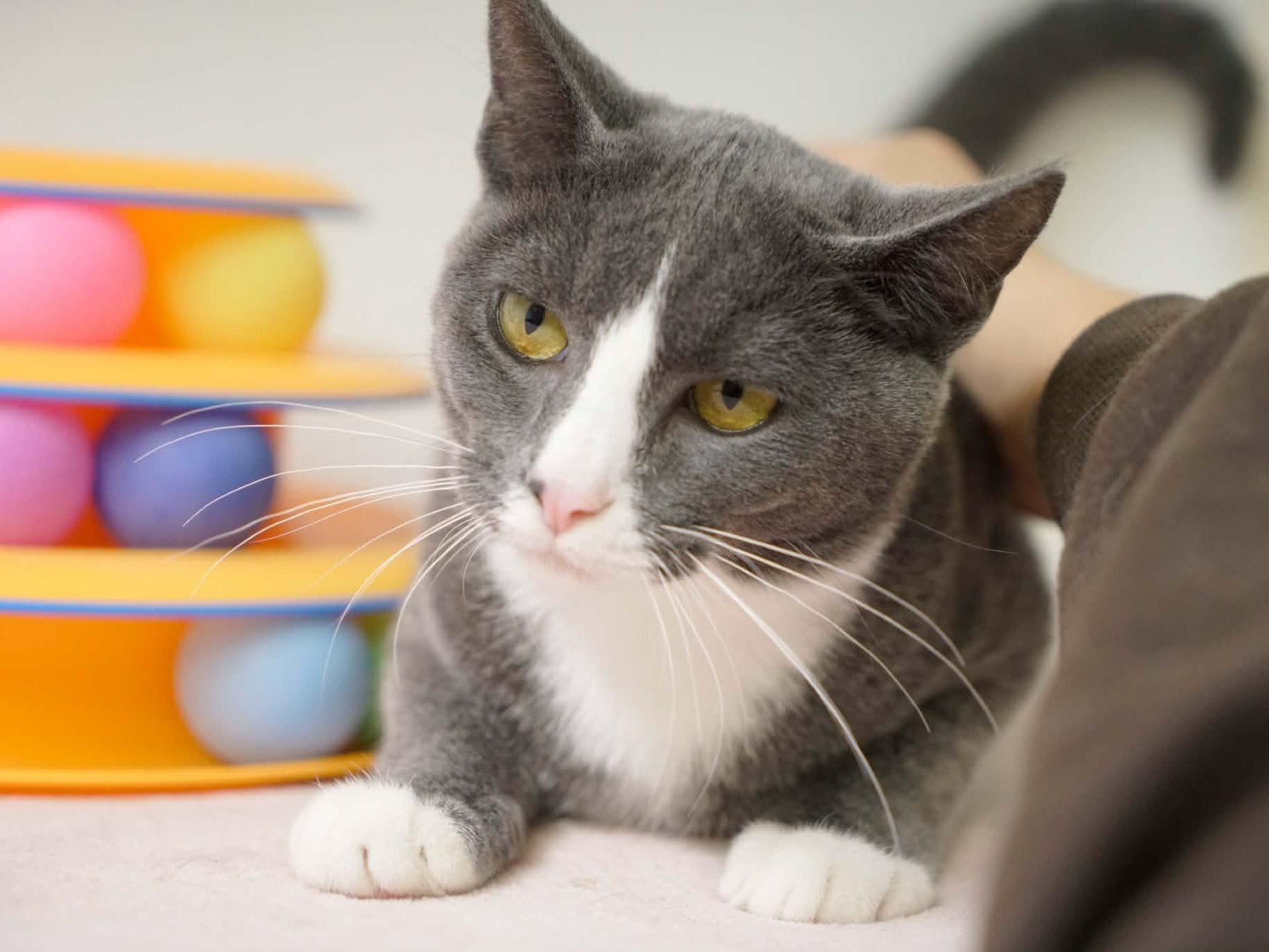 Enlarge Aspen, a Adoptable mixed breed in Republic, WA image 2/6