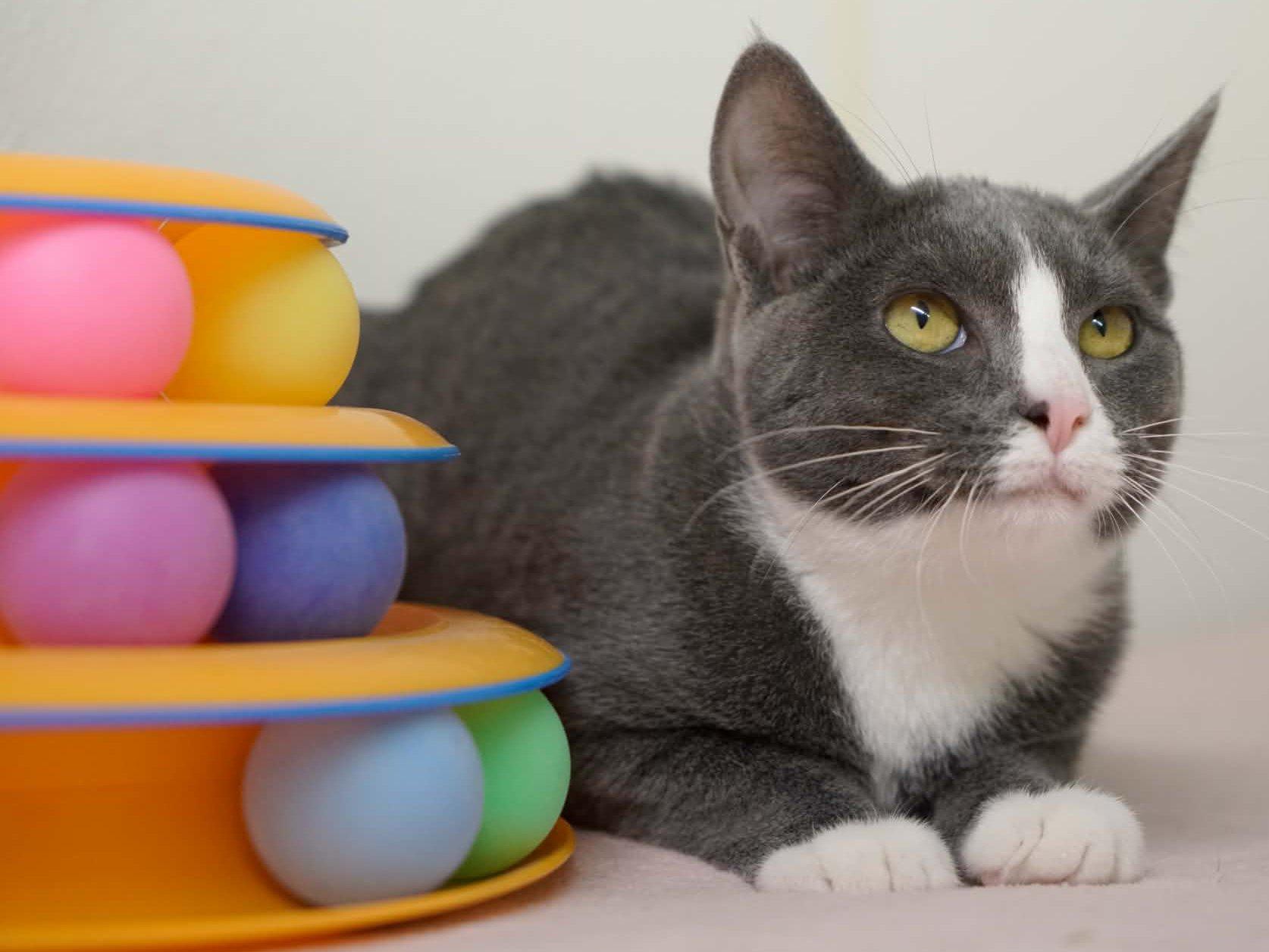Enlarge Aspen, a Adoptable mixed breed in Republic, WA image 3/6