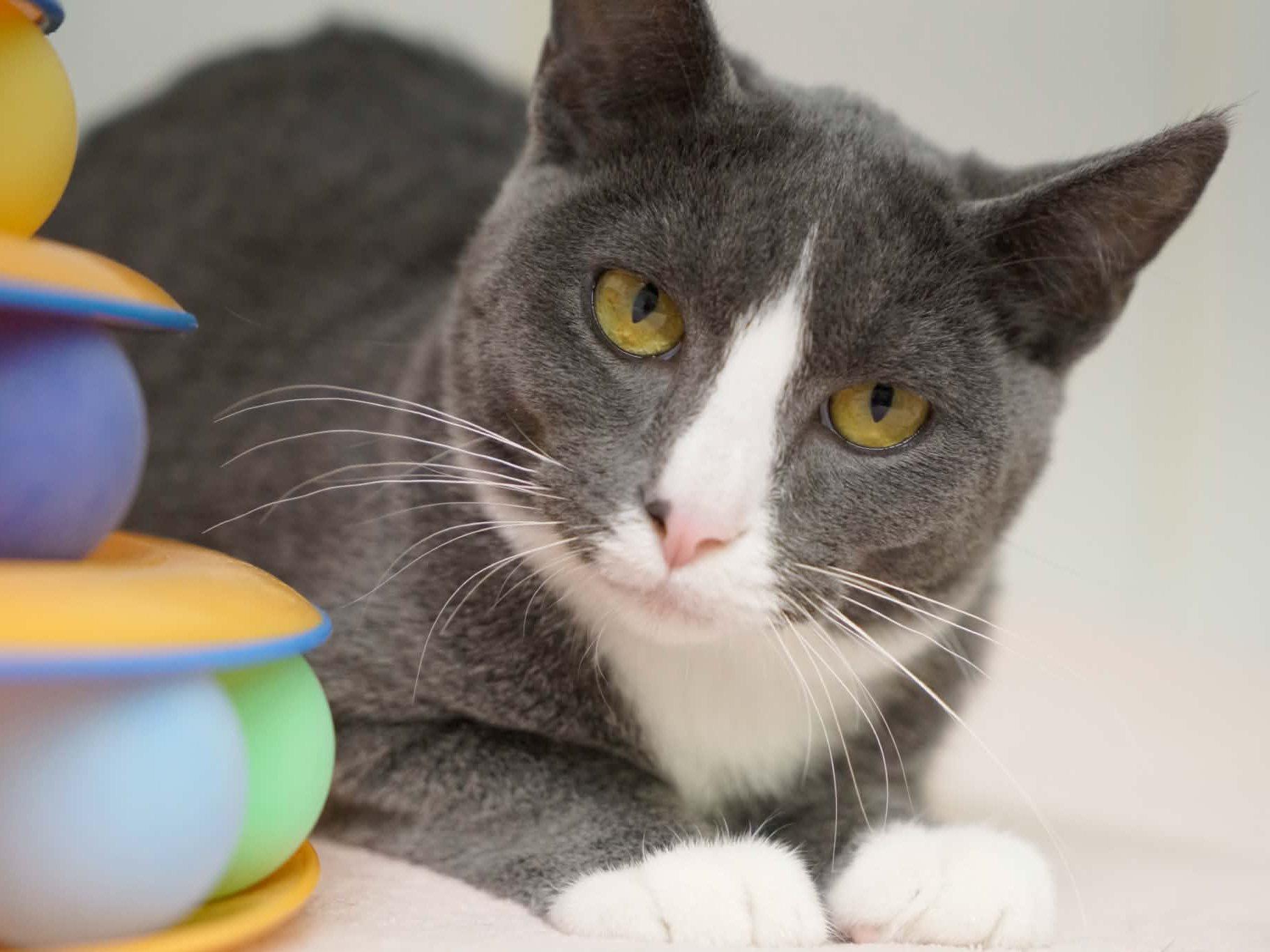 Aspen, Adoptable, Kitten Female Tuxedo & Domestic Short Hair.
