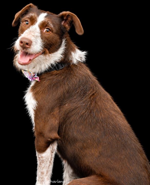 Koko, Adoptable, Young Female German Wirehaired Pointer & Goldendoodle.