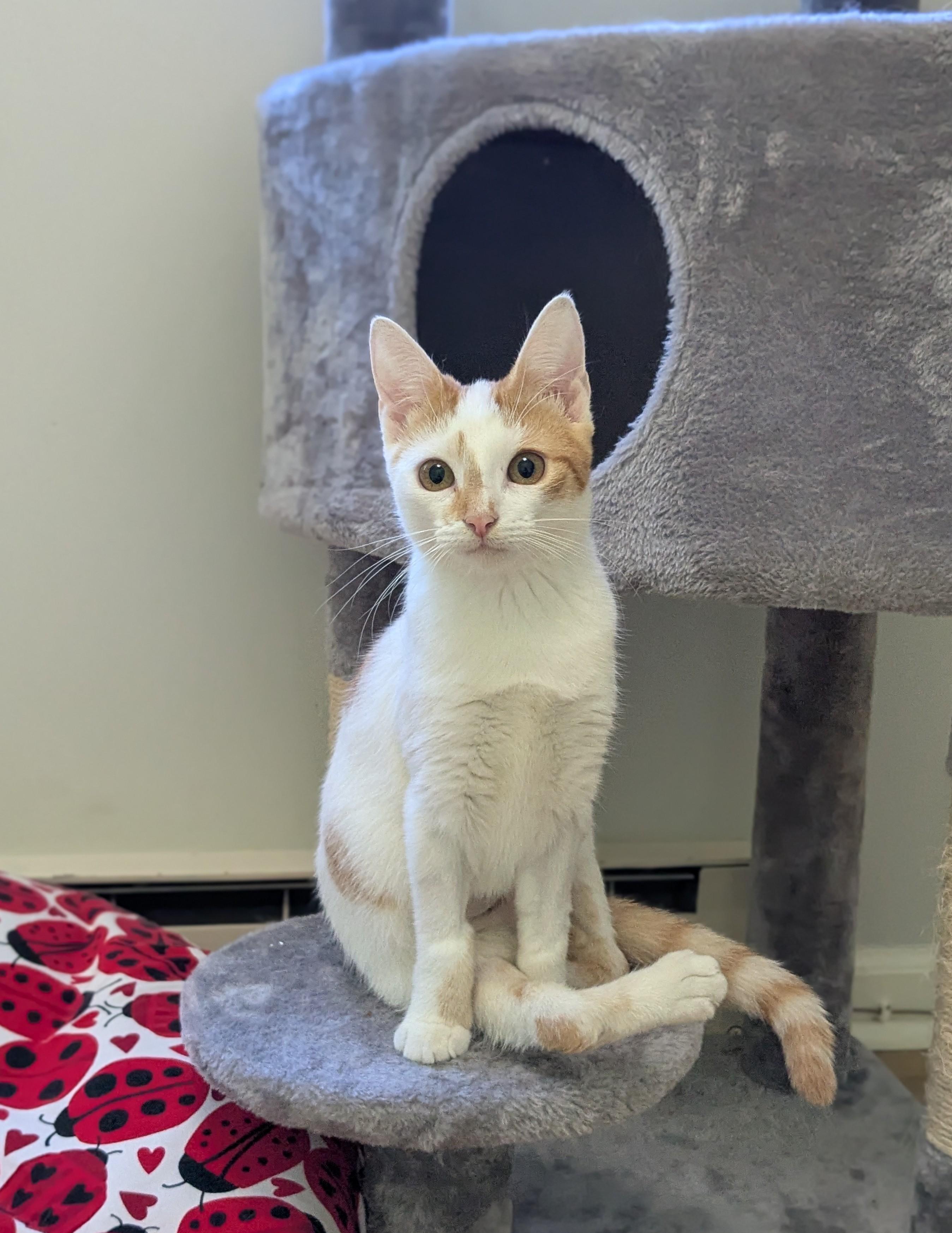 Papaya, Adoptable, Young Female Domestic Short Hair.