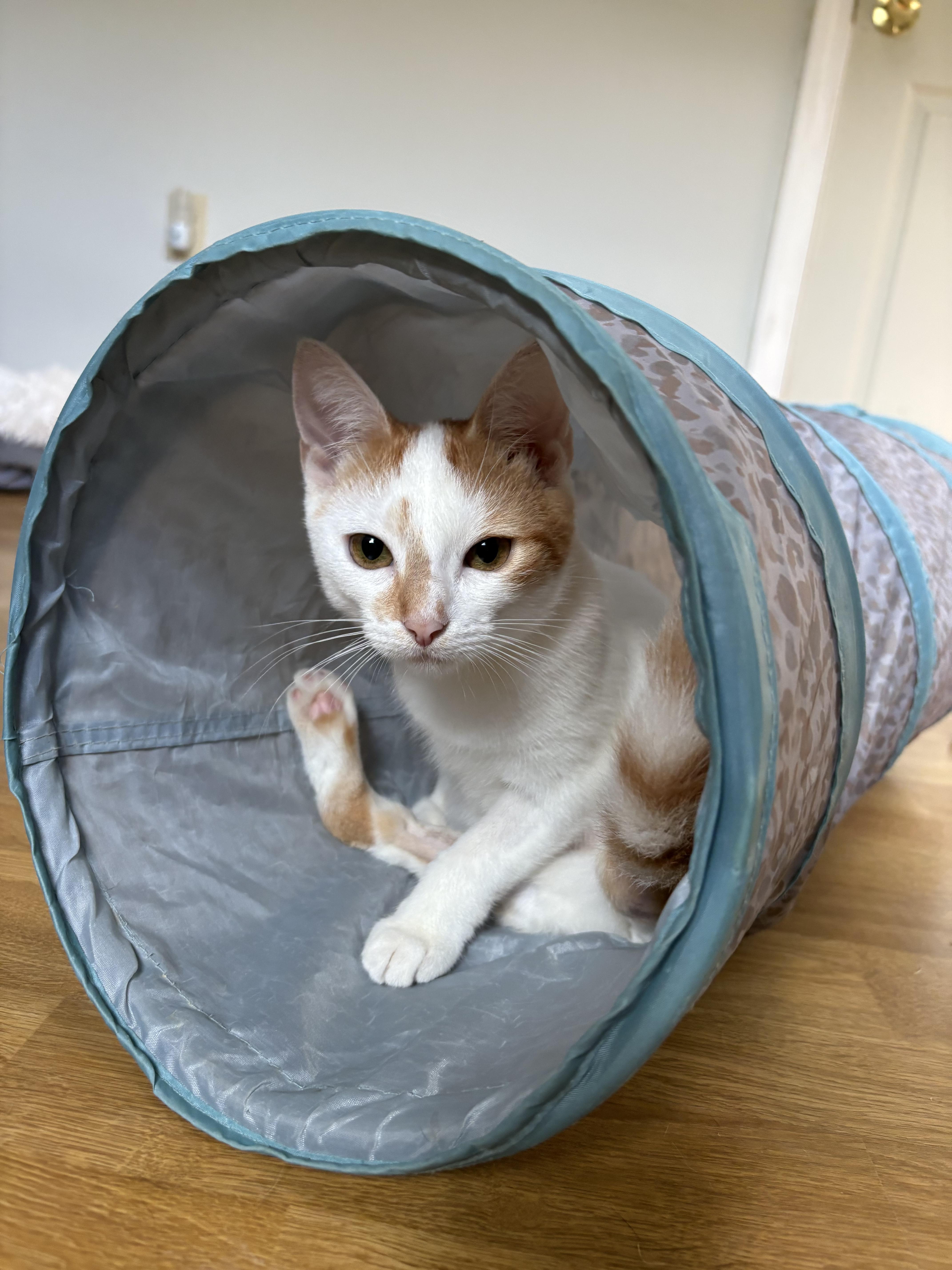 Enlarge Papaya, a Adoptable Domestic Short Hair in Burlington, VT image 2/6