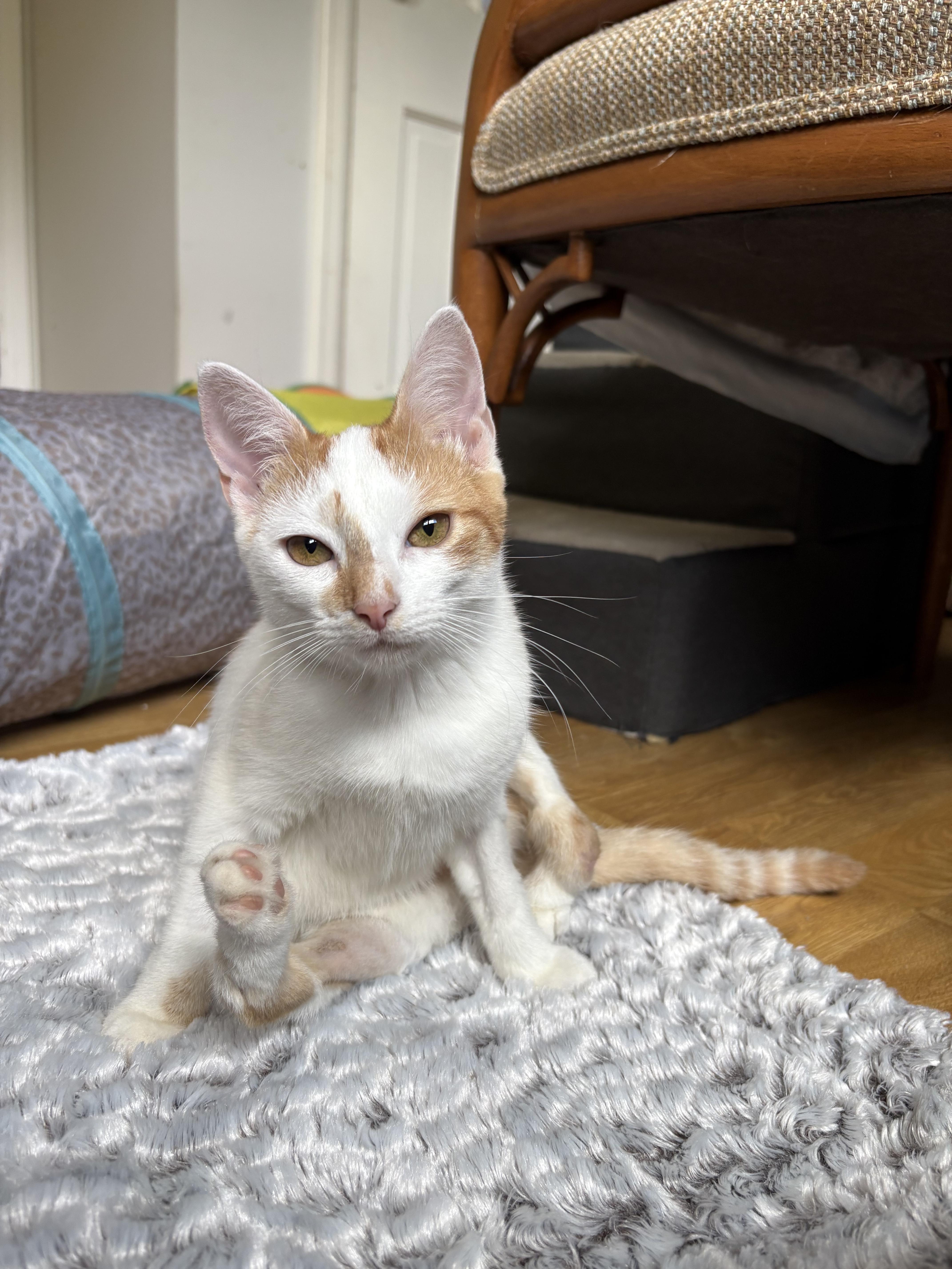 Enlarge Papaya, a Adoptable Domestic Short Hair in Burlington, VT image 3/6