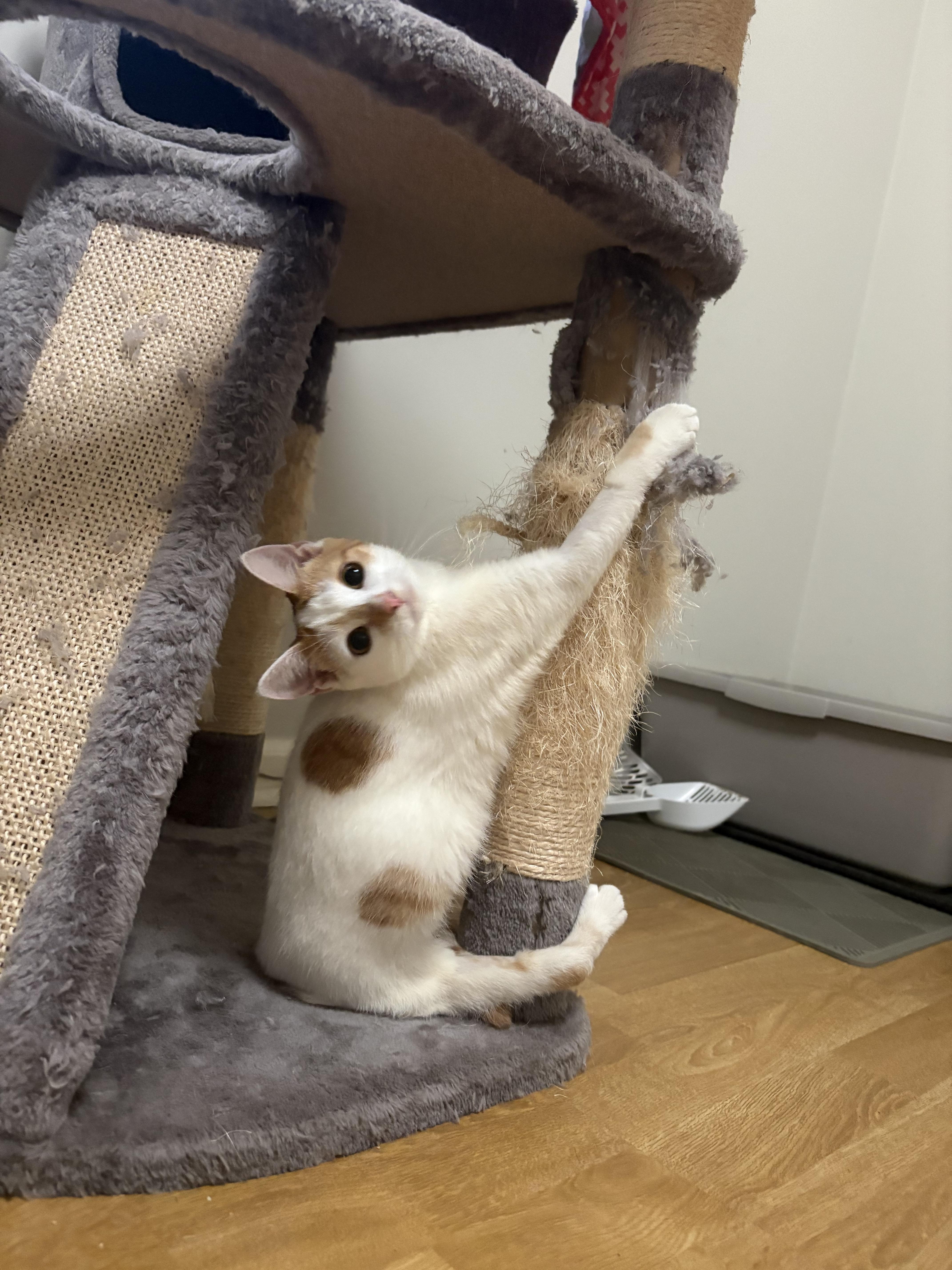 Enlarge Papaya, a Adoptable Domestic Short Hair in Burlington, VT image 4/6