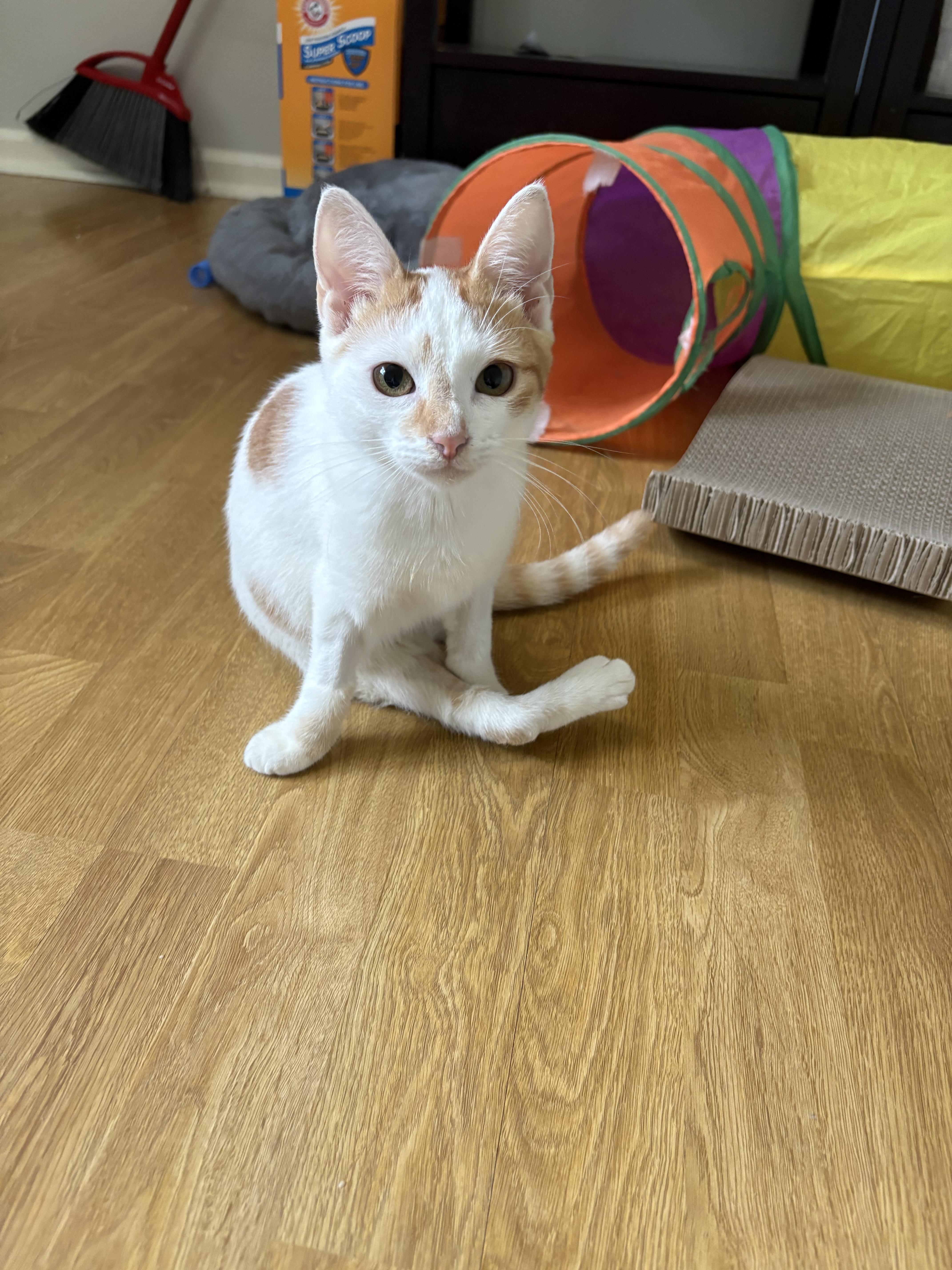 Enlarge Papaya, a Adoptable Domestic Short Hair in Burlington, VT image 5/6